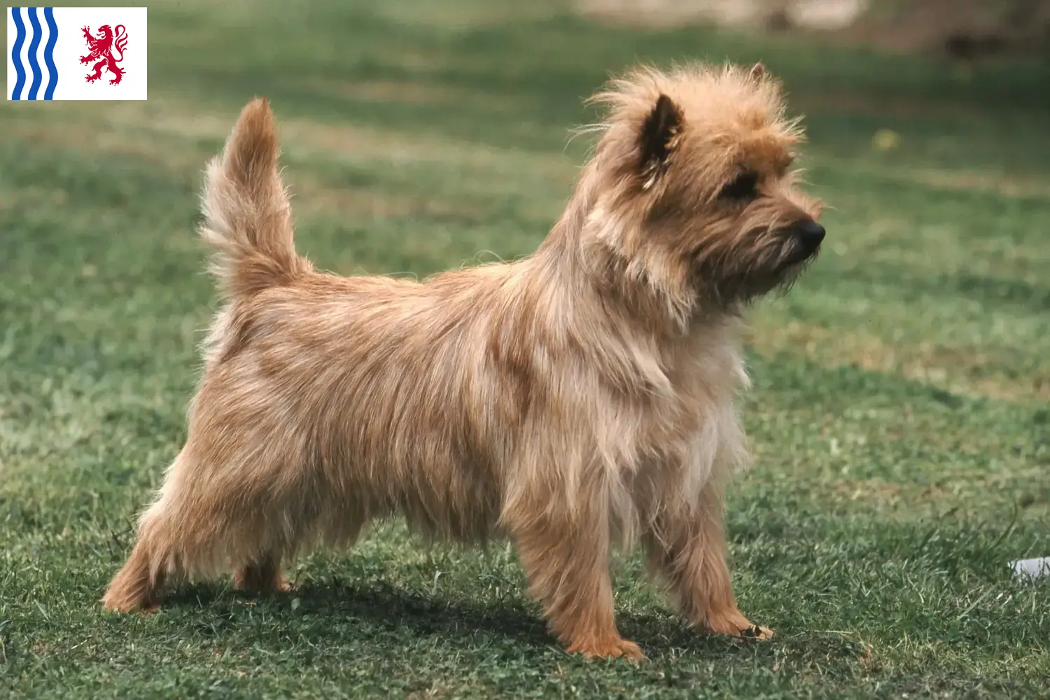 Cairn Terrier puppies and breeder Nouvelle-Aquitaine Find Cairn Terrier breeders in Nouvelle-Aquitaine.