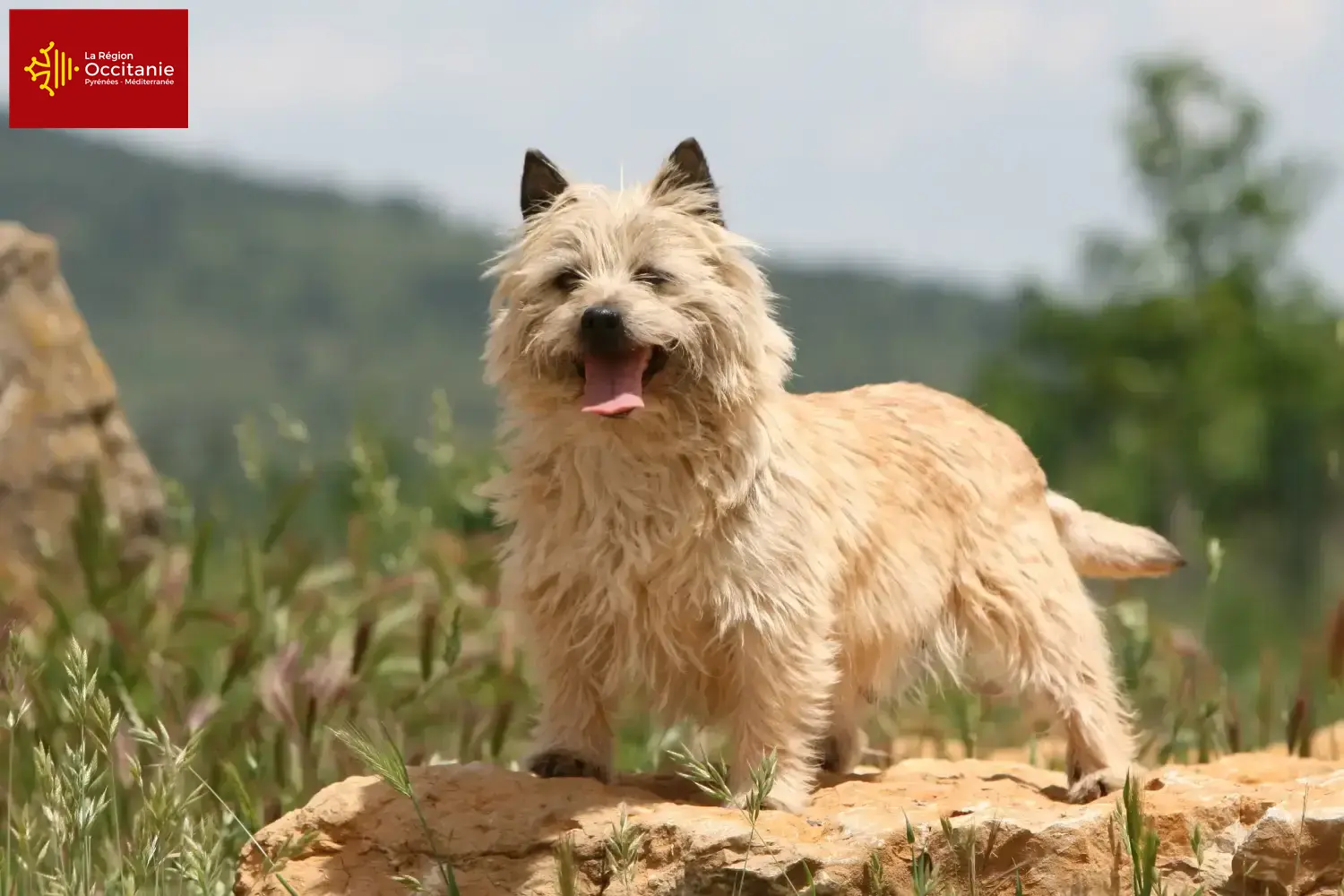 Cairn Terrier puppies and breeders Occitania Find Cairn Terrier breeders in Occitania.