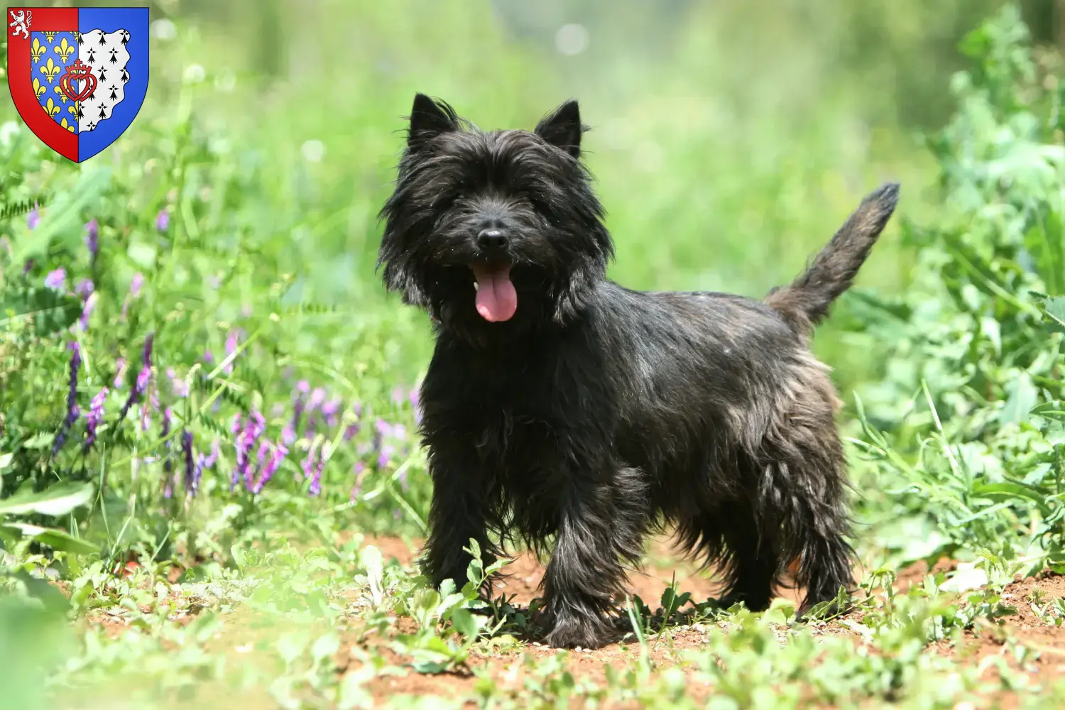 Cairn Terrier puppies and breeders Pays de la Loire Find Cairn Terrier breeders in Pays de la Loire.