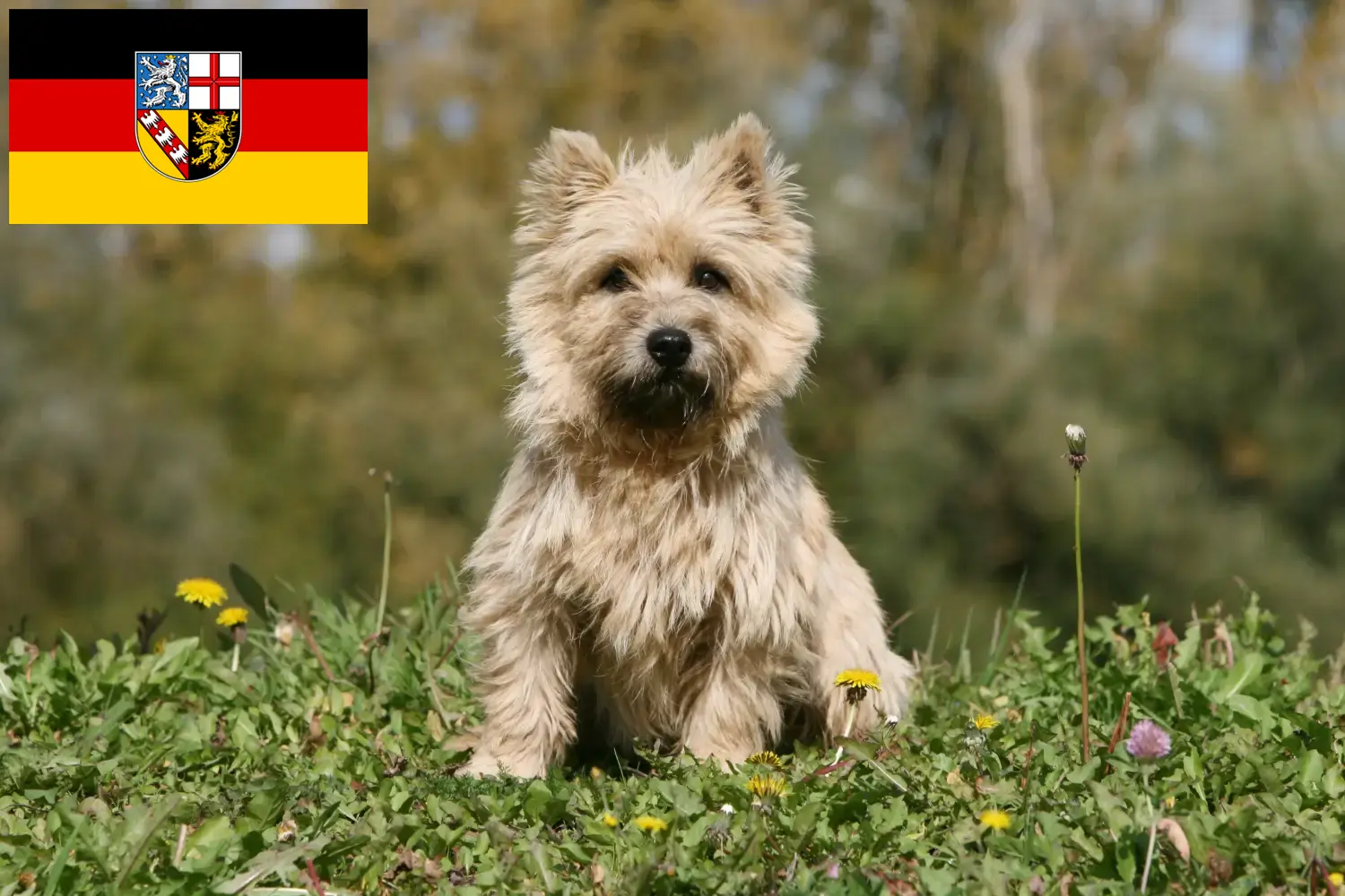 Cairn Terrier puppies and breeders Saarland Here you can find Cairn Terrier breeders im Saarland.