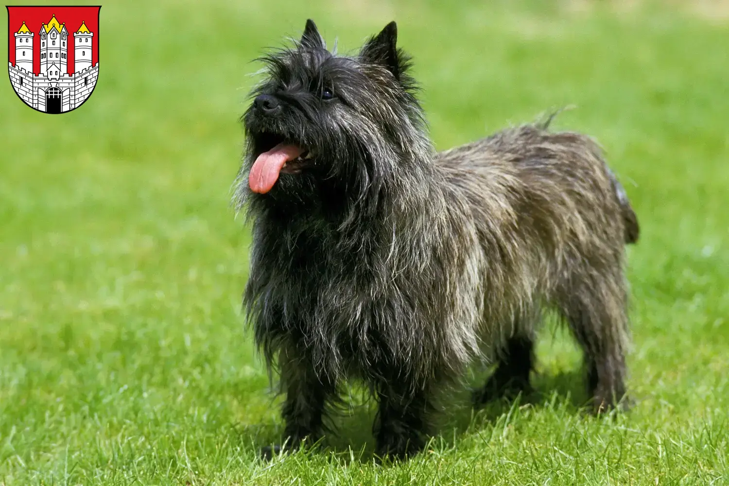 Cairn Terrier puppies and breeders Salzburg Find Cairn Terrier breeders in Salzburg.