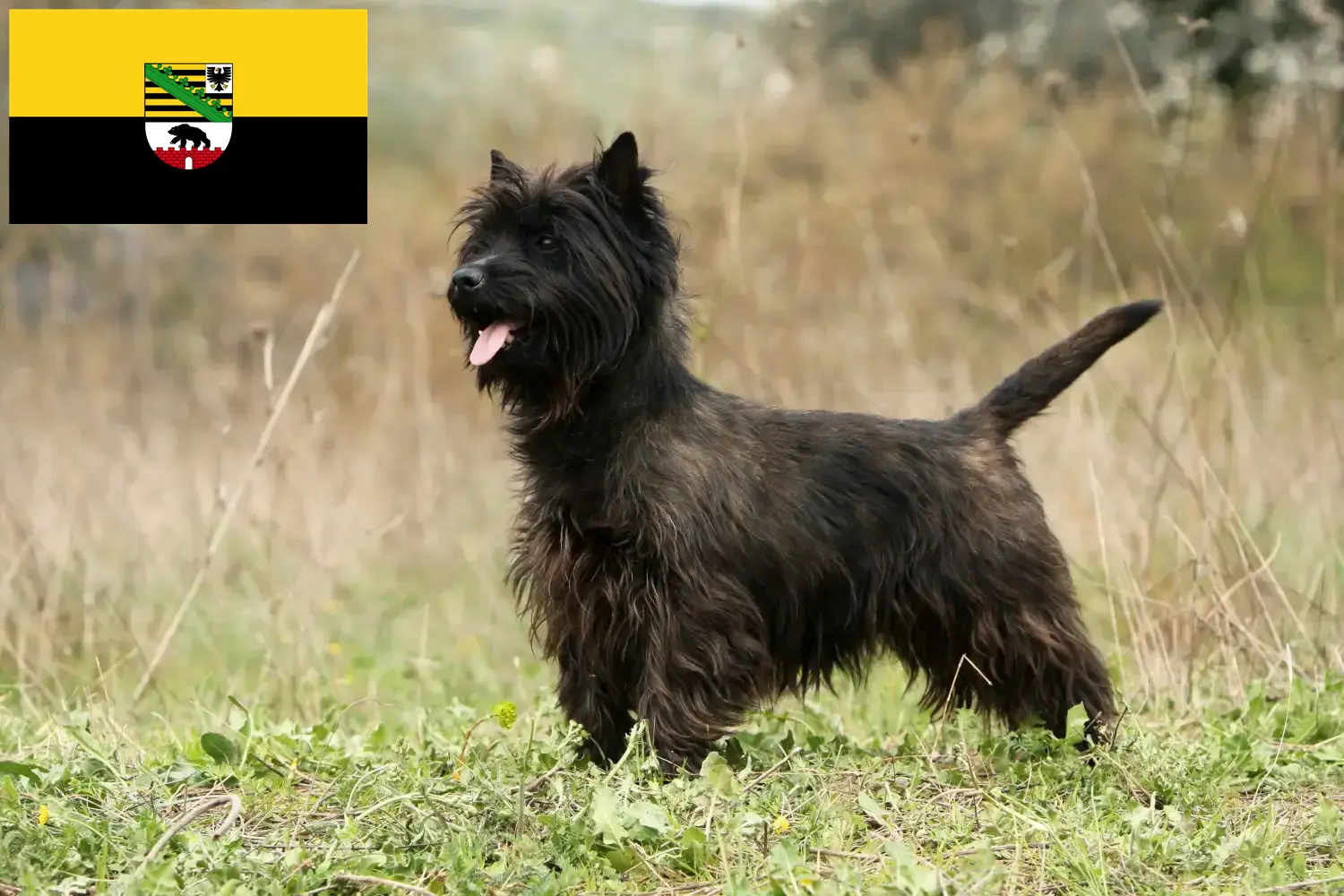 Cairn Terrier puppies and breeders Saxony-Anhalt Here you can find Cairn Terrier breeders in Saxony-Anhalt.