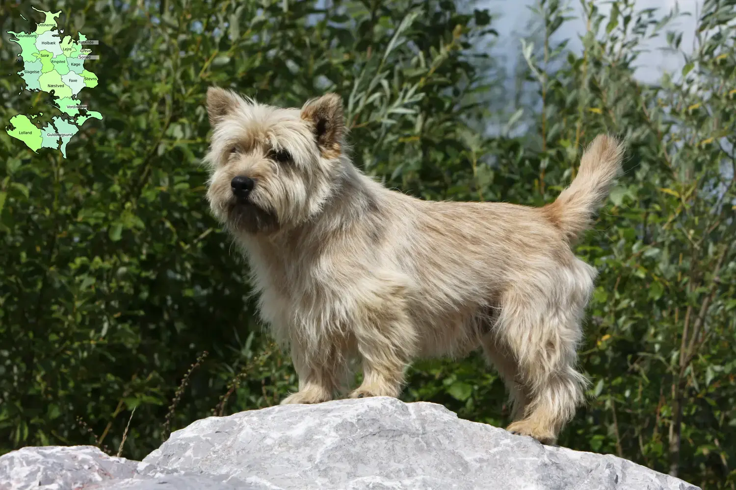 Cairn Terrier puppies and breeders Sjælland Find Cairn Terrier breeders in Sjælland.