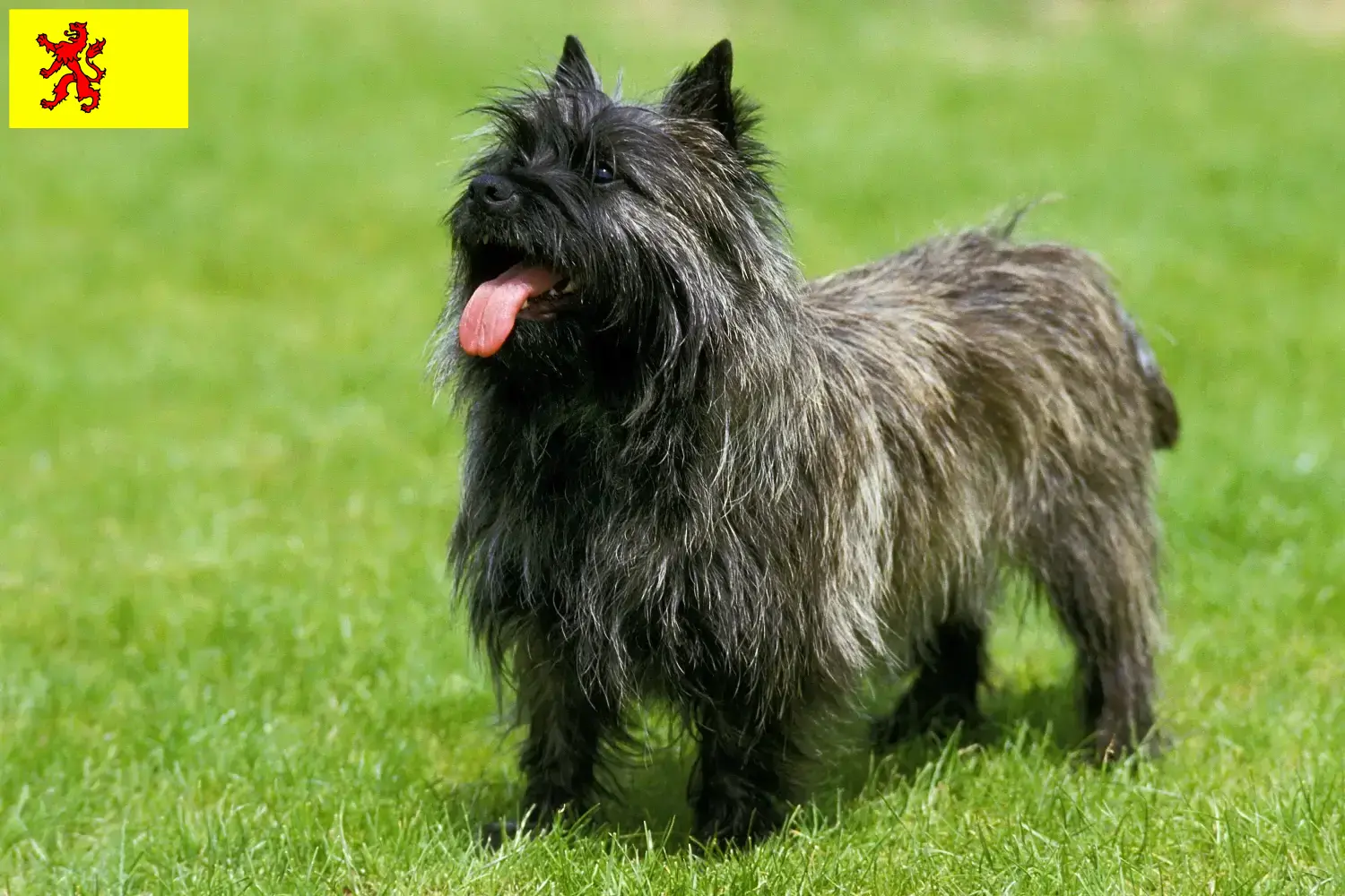 Cairn Terrier puppies and breeders South Holland Find Cairn Terrier breeders in South Holland.