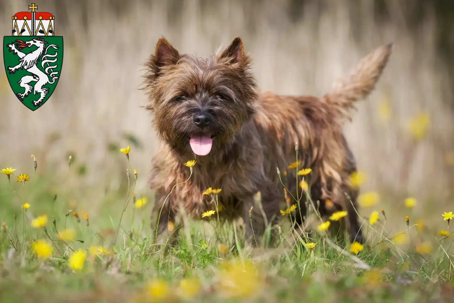 Cairn Terrier puppies and breeders Styria Here you can find Cairn Terrier breeders in Styria.