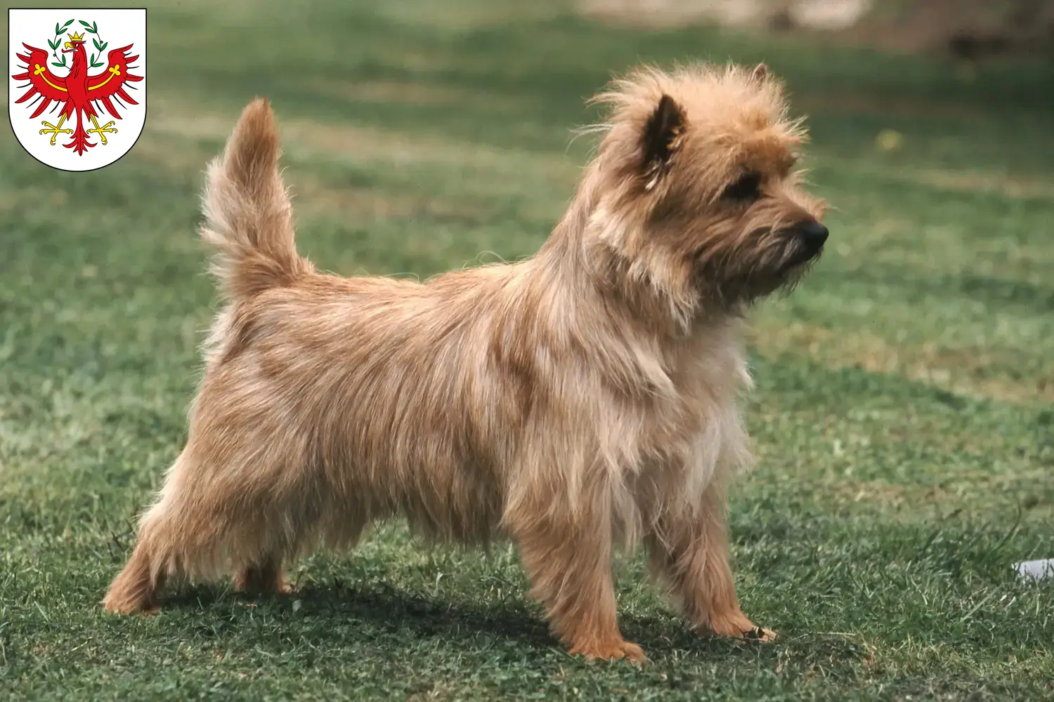 Cairn Terrier puppies and breeders Tyrol Here you can find Cairn Terrier breeders in Tyrol.