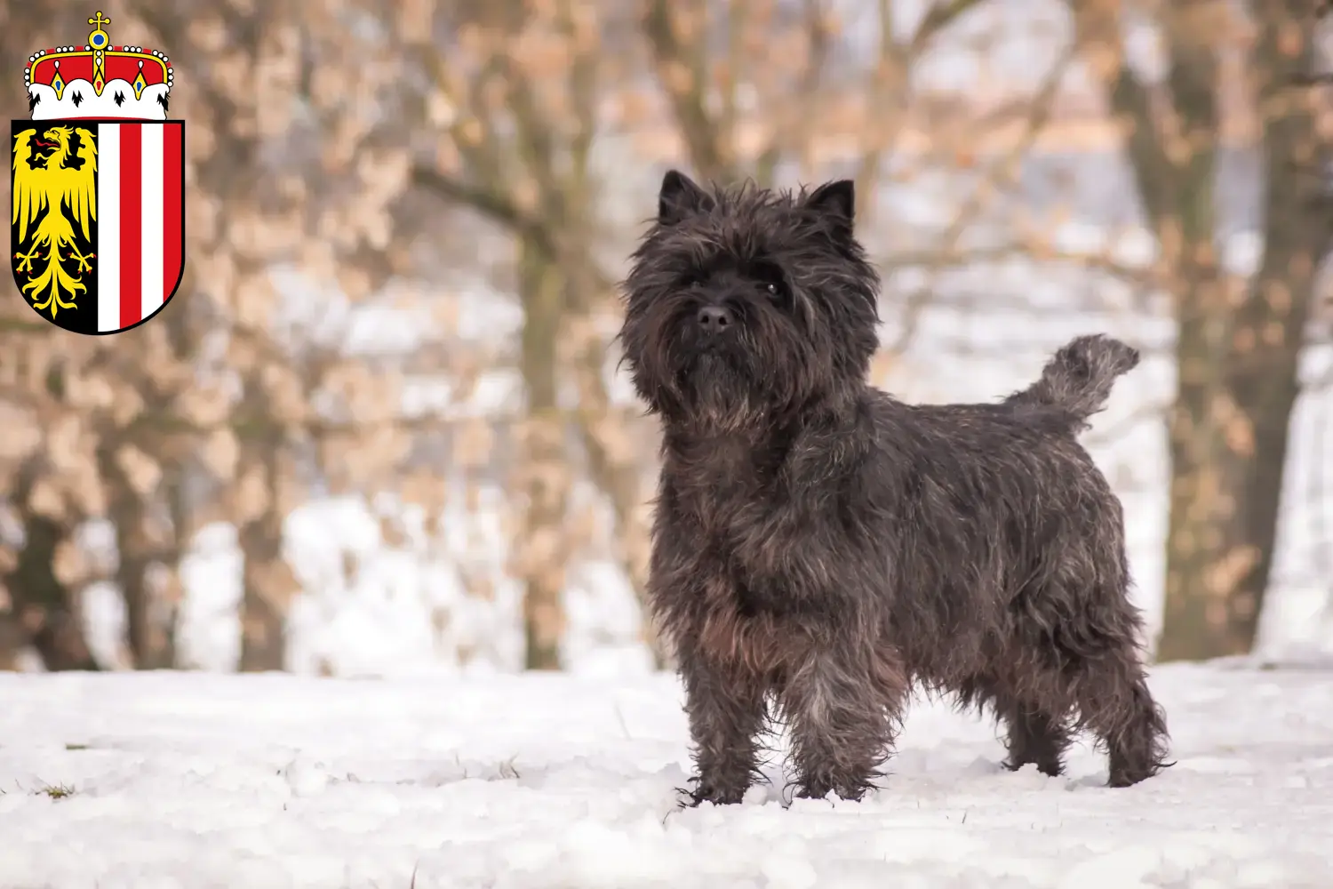 Cairn Terrier puppies and breeders Upper Austria Here you can find Cairn Terrier breeders in Upper Austria.