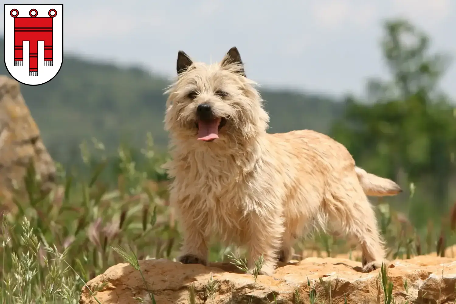 Cairn Terrier puppies and breeders Vorarlberg Here you can find Cairn Terrier breeders in Vorarlberg.