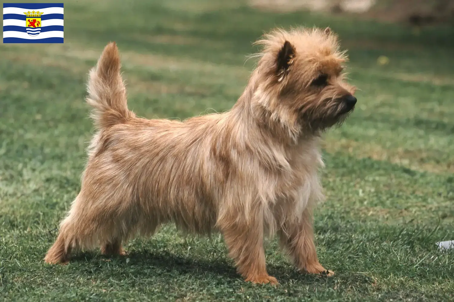 Cairn Terrier puppies and breeders Zeeland Find Cairn Terrier breeders in Zeeland.