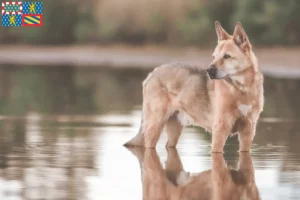 Read more about the article Canaan dog breeders and puppies in Bourgogne-Franche-Comté