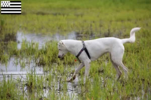 Read more about the article Canaan dog breeders and puppies in Brittany