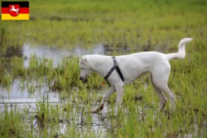 Read more about the article Canaan dog breeders and puppies in Lower Saxony