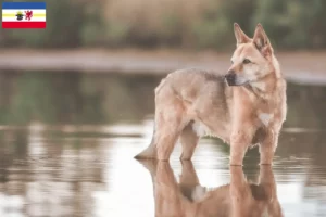Read more about the article Canaan dog breeders and puppies in Mecklenburg-Vorpommern