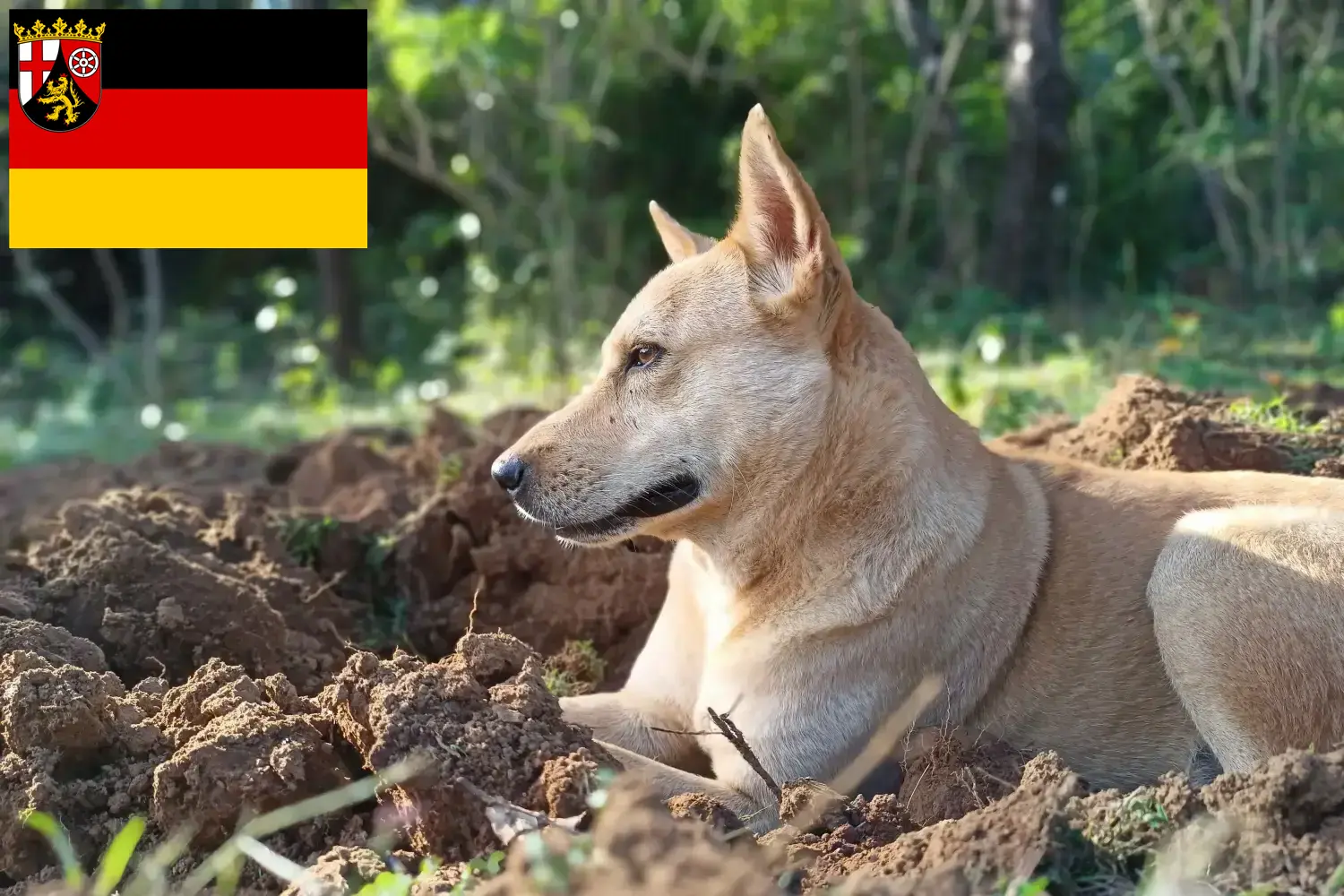 Canaan Dog puppies and breeders Rhineland-Palatinate Find Canaan Dog breeders in Rhineland-Palatinate here.