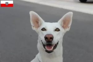 Read more about the article Canaan dog breeders and puppies in Thuringia