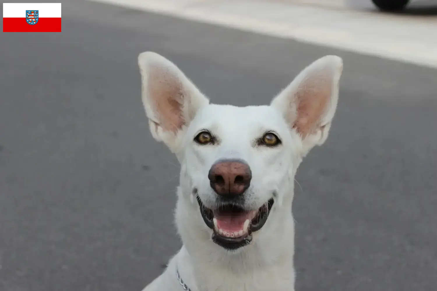 Canaan Dog puppies and breeders Thuringia Find Canaan Dog breeders in Thuringia.