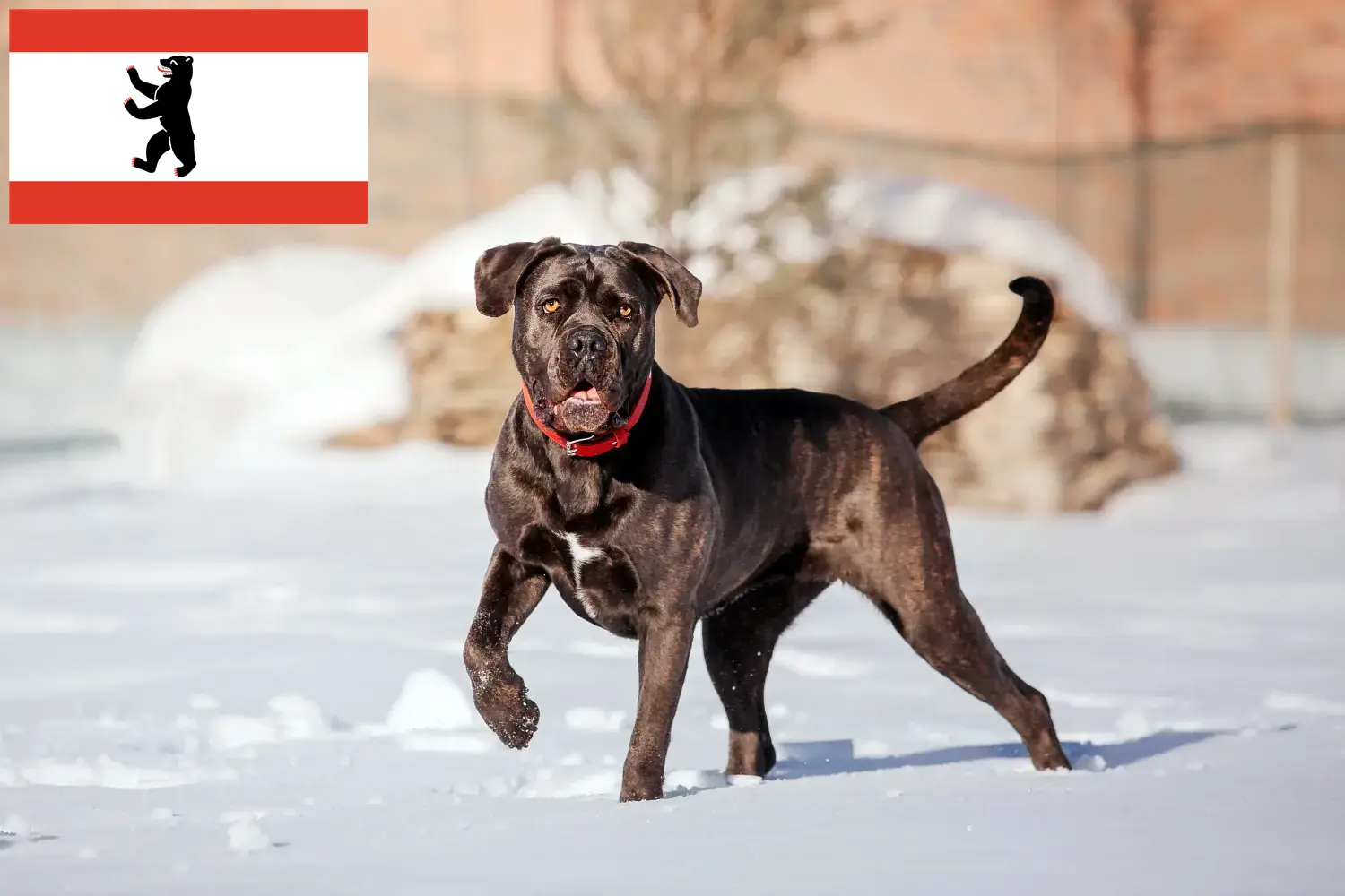 Cane Corso Italiano puppies and breeders Berlin Here you can find Cane Corso Italianos breeders in Berlin.