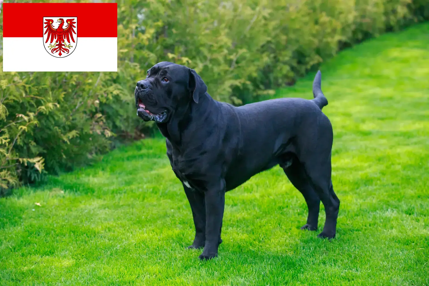 Cane Corso Italiano puppies and breeders Brandenburg Here you can find Cane Corso Italianos breeders in Brandenburg.