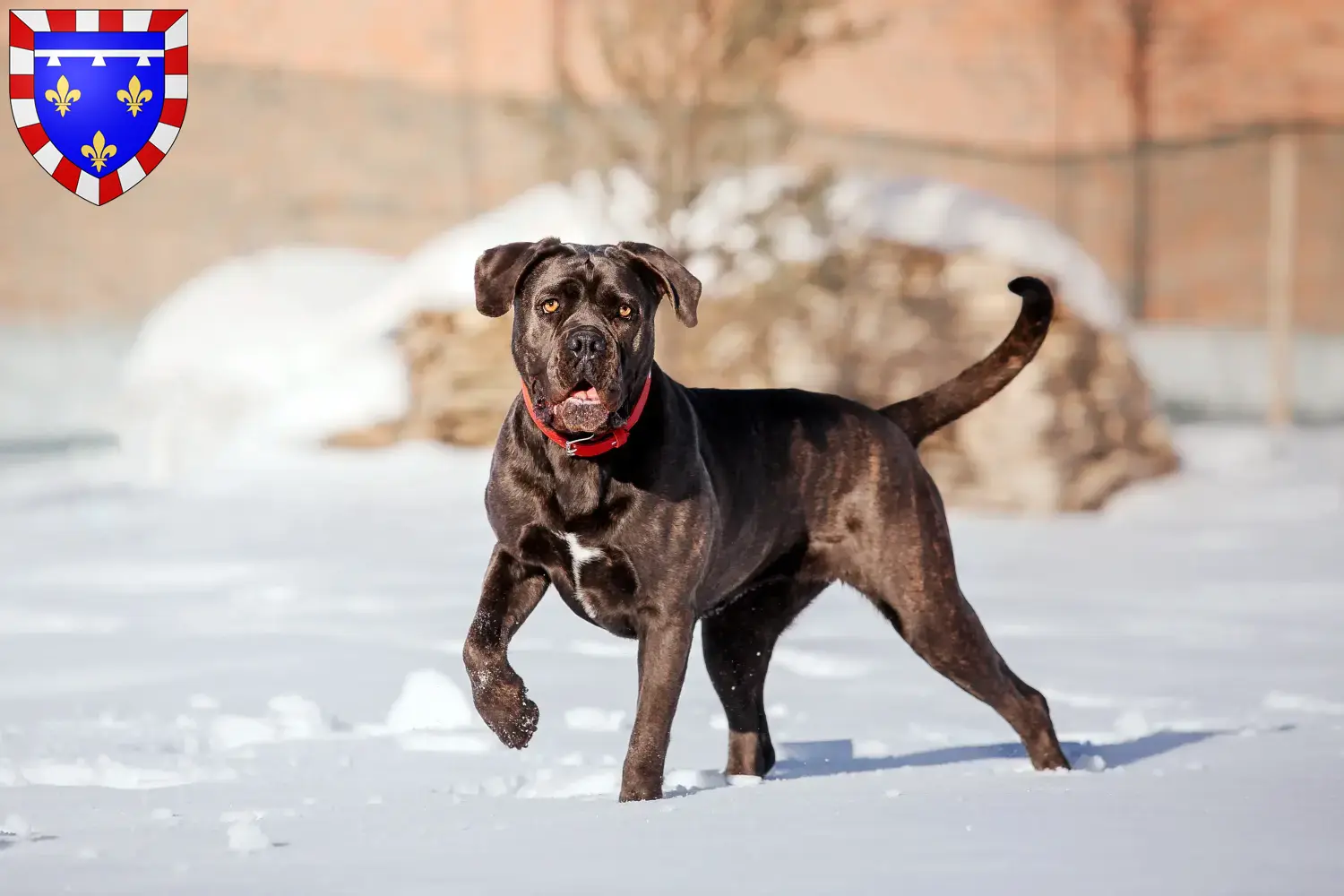 Cane Corso Italiano puppies and breeders Centre-Val de Loire Find Cane Corso Italianos breeders in Centre-Val de Loire.