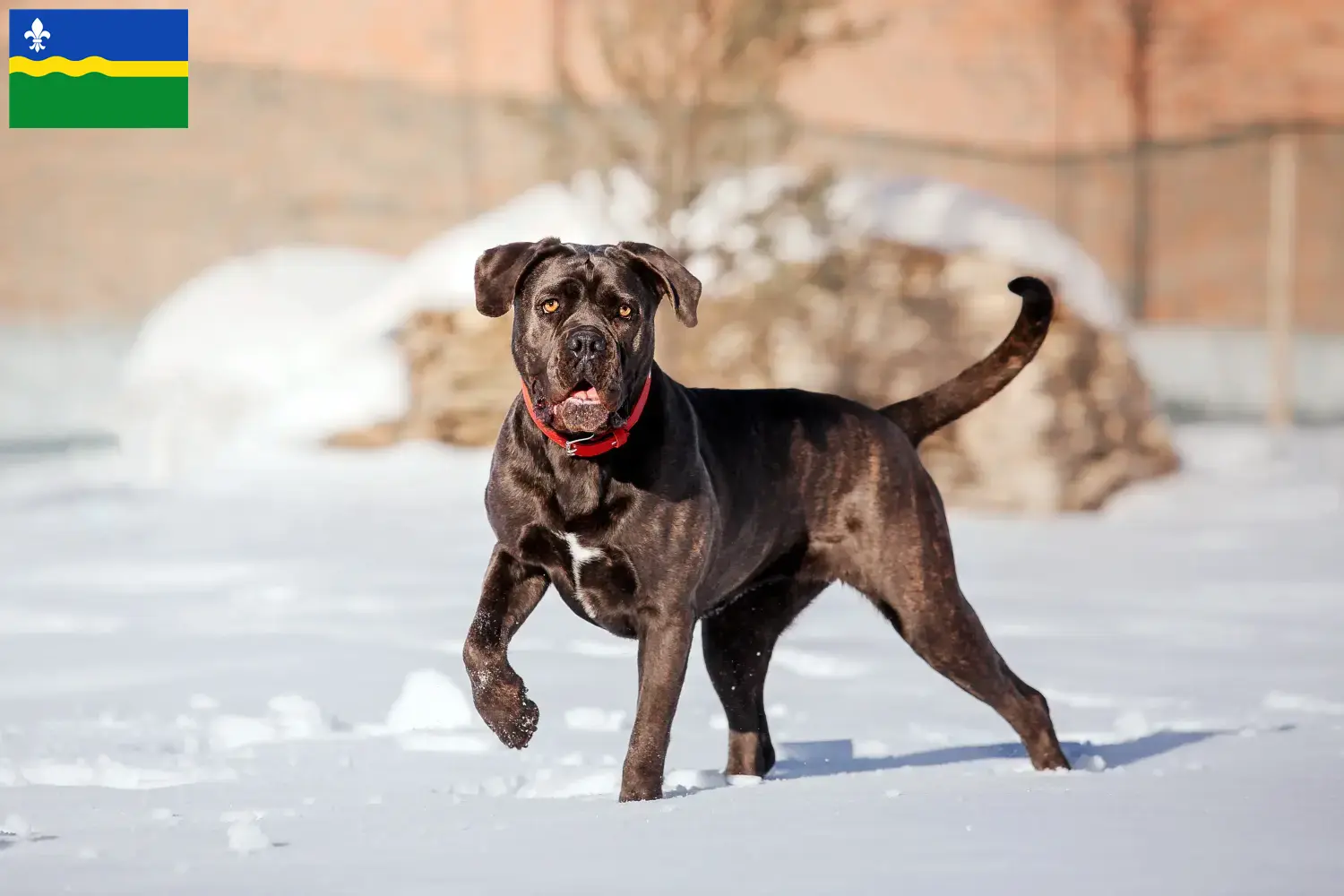 Cane Corso Italiano puppies and breeders Flevoland Find Cane Corso Italianos breeders in Flevoland.