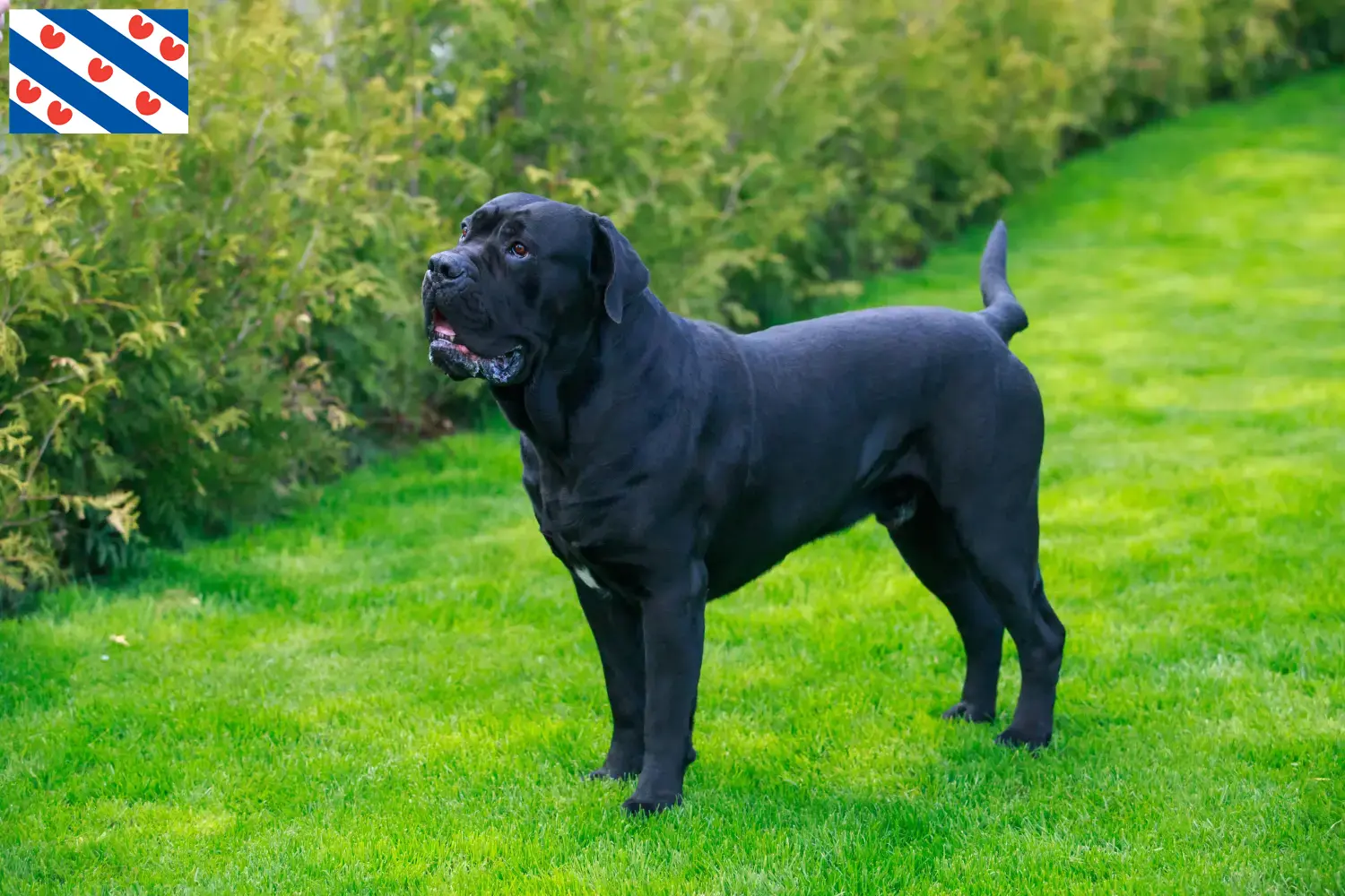 Cane Corso Italiano puppies and breeders Friesland Find Cane Corso Italianos breeders in Friesland.