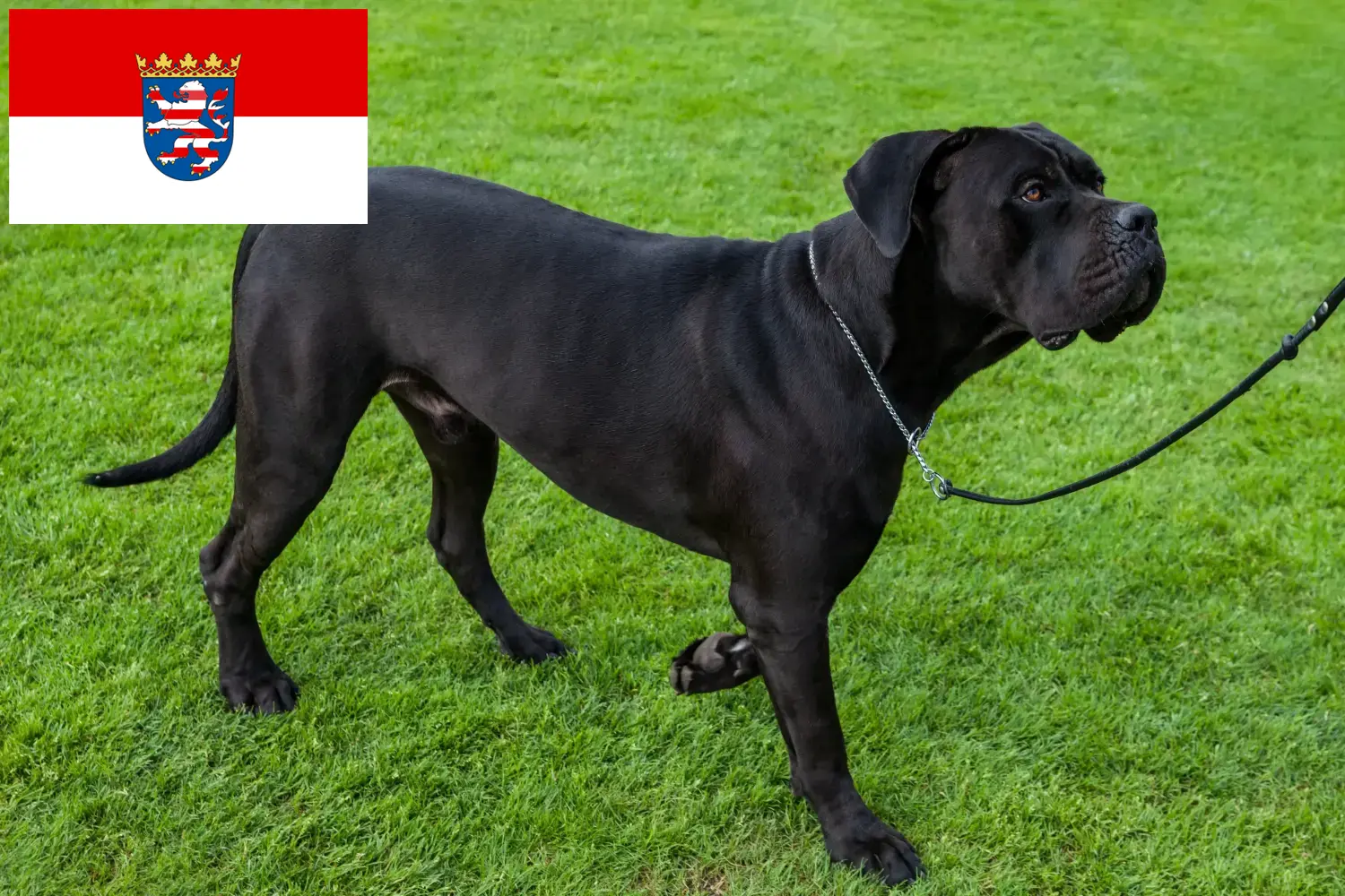 Cane Corso Italiano puppies and breeders Hessen Here you can find Cane Corso Italianos breeders in Hessen.
