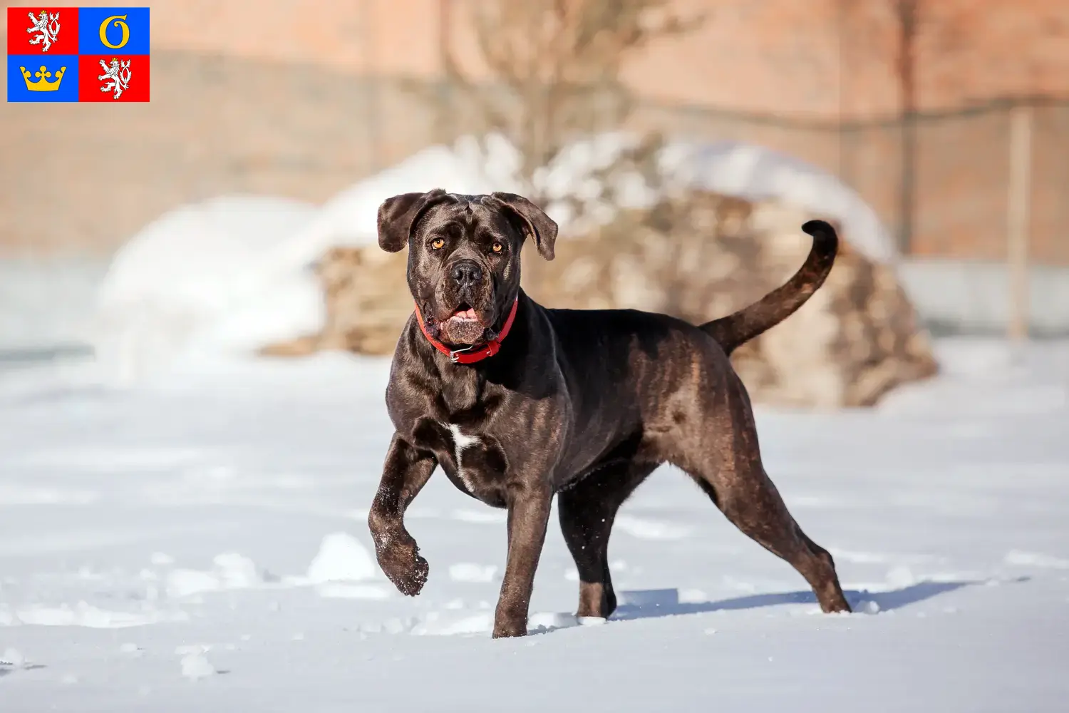 Cane Corso Italiano puppies and breeders Hradec Králové Find Cane Corso Italianos breeders in Hradec Králové.