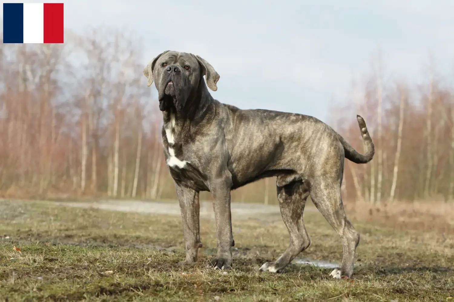 Cane Corso Italiano puppies and breeders Martinique Find Cane Corso Italianos breeders in Martinique.