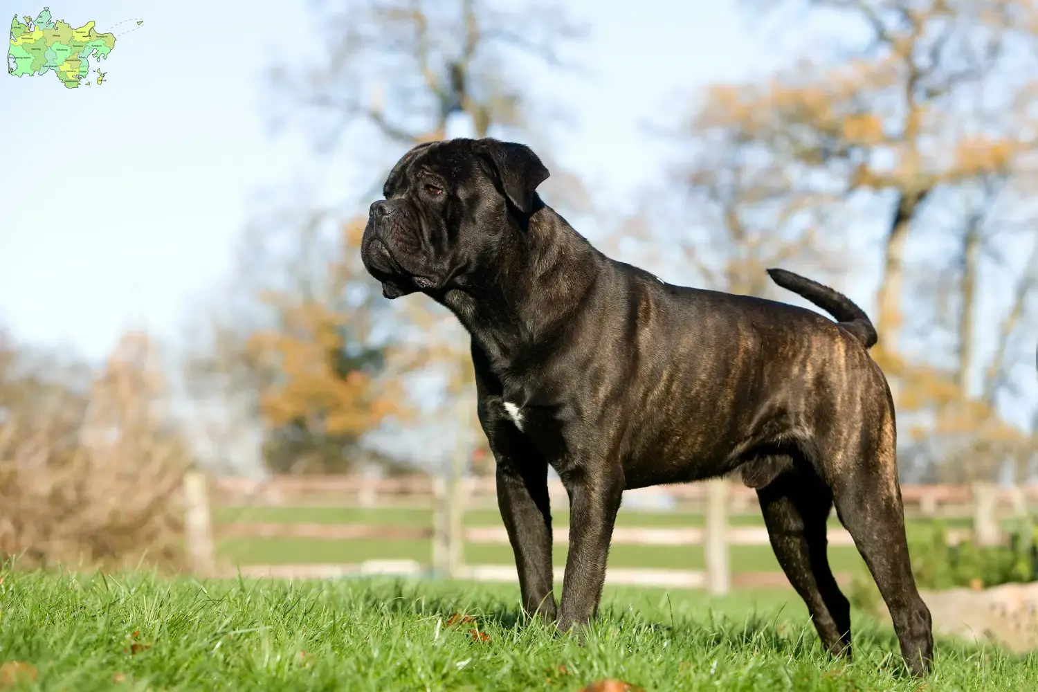 Cane Corso Italiano puppies and breeders Midtjylland Find Cane Corso Italianos breeders in Midtjylland.
