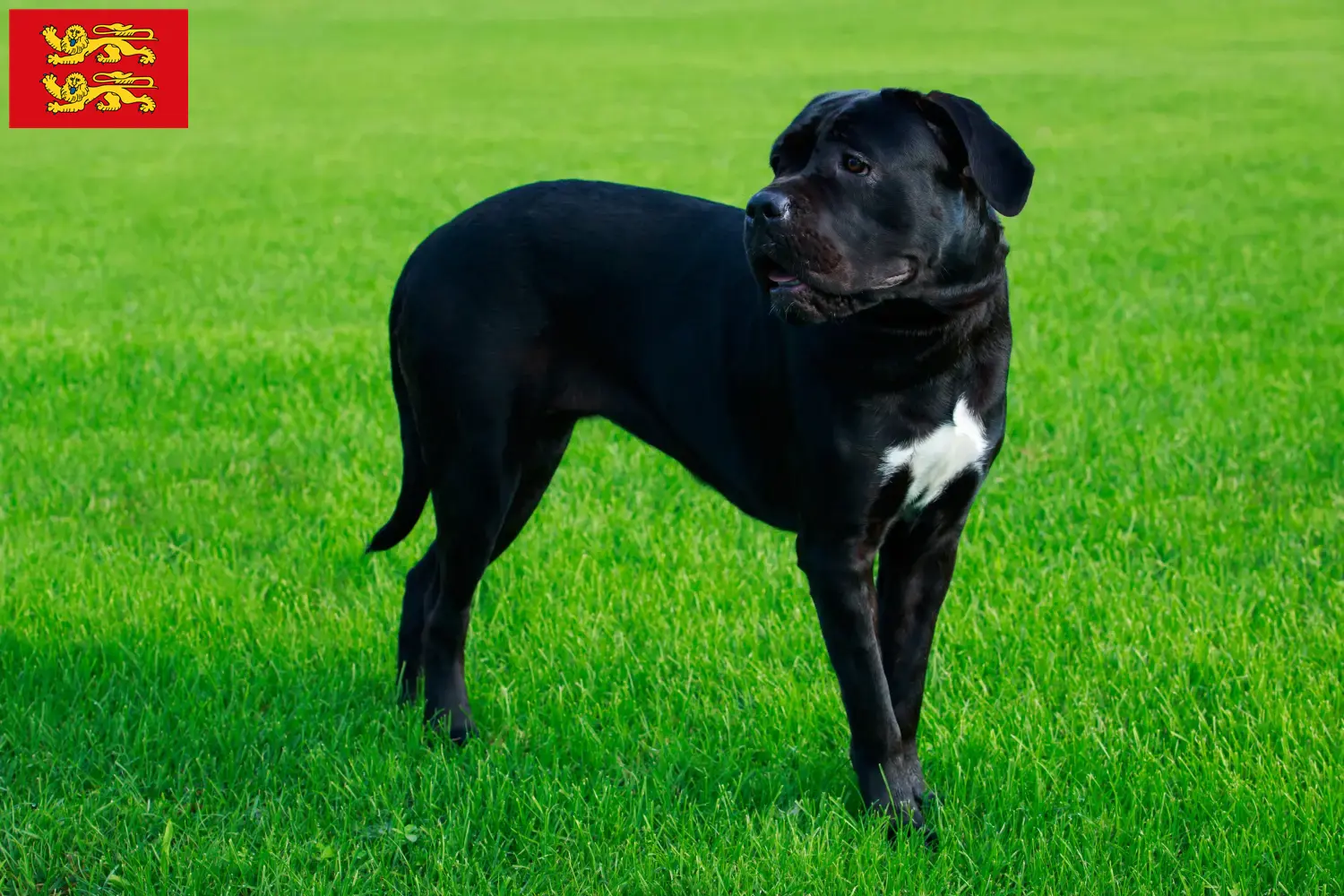 Cane Corso Italiano puppies and breeders Normandy Find Cane Corso Italianos breeders in Normandy.