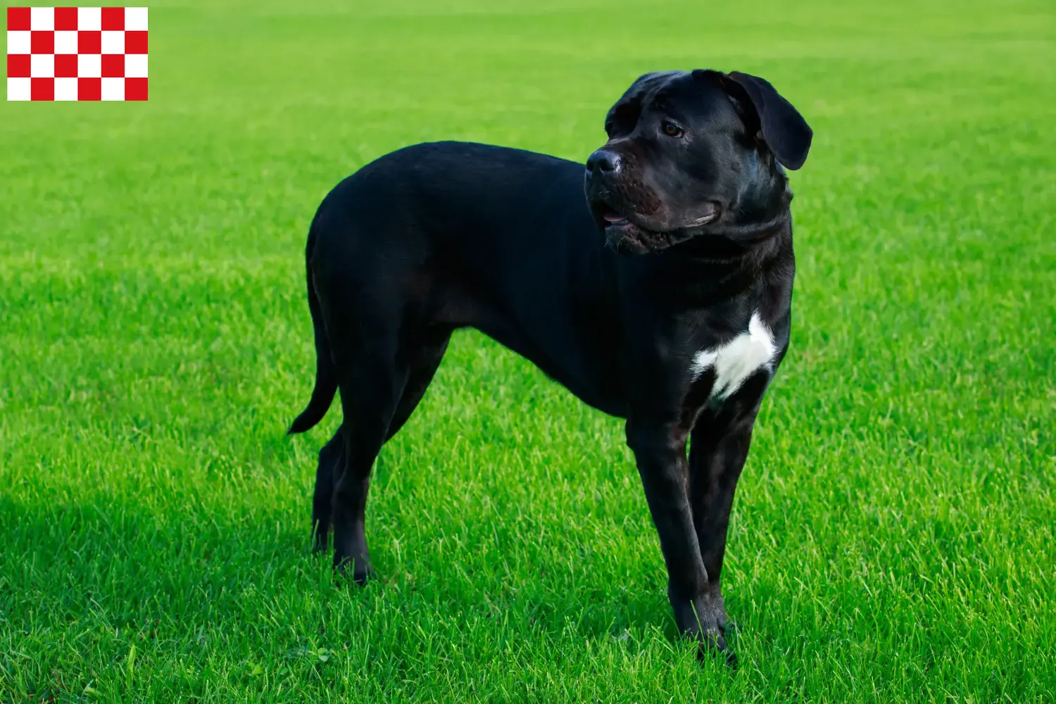 Cane Corso Italiano puppies and breeders North Brabant Find Cane Corso Italianos breeders in North Brabant.