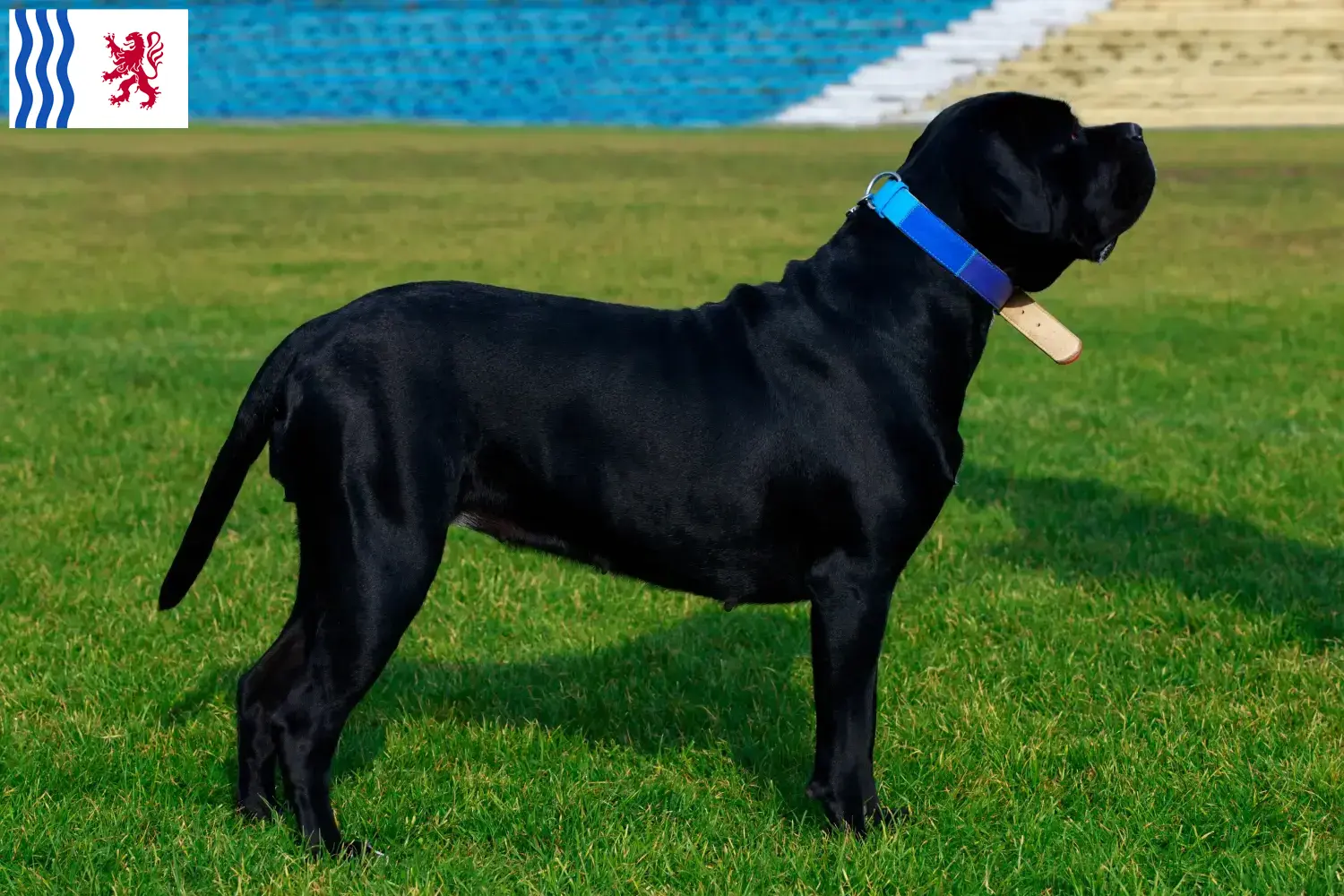 Cane Corso Italiano puppies and breeders Nouvelle-Aquitaine Find Cane Corso Italianos breeders in Nouvelle-Aquitaine.