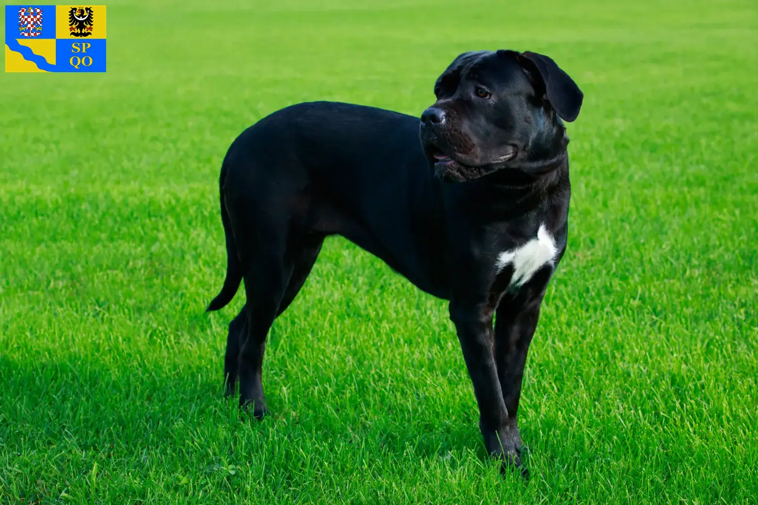 Cane Corso Italiano puppies and breeders Olomouc Find here Cane Corso Italianos breeders in Olomouc.