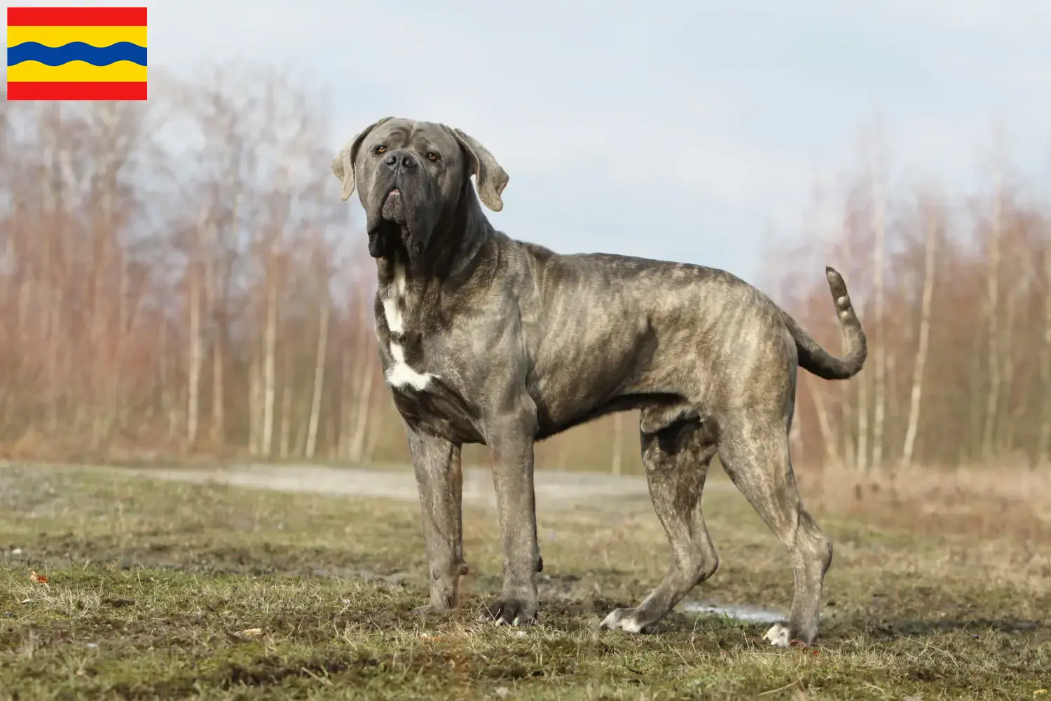 Cane Corso Italiano puppies and breeders Overijssel Find Cane Corso Italianos breeders in Overijssel.