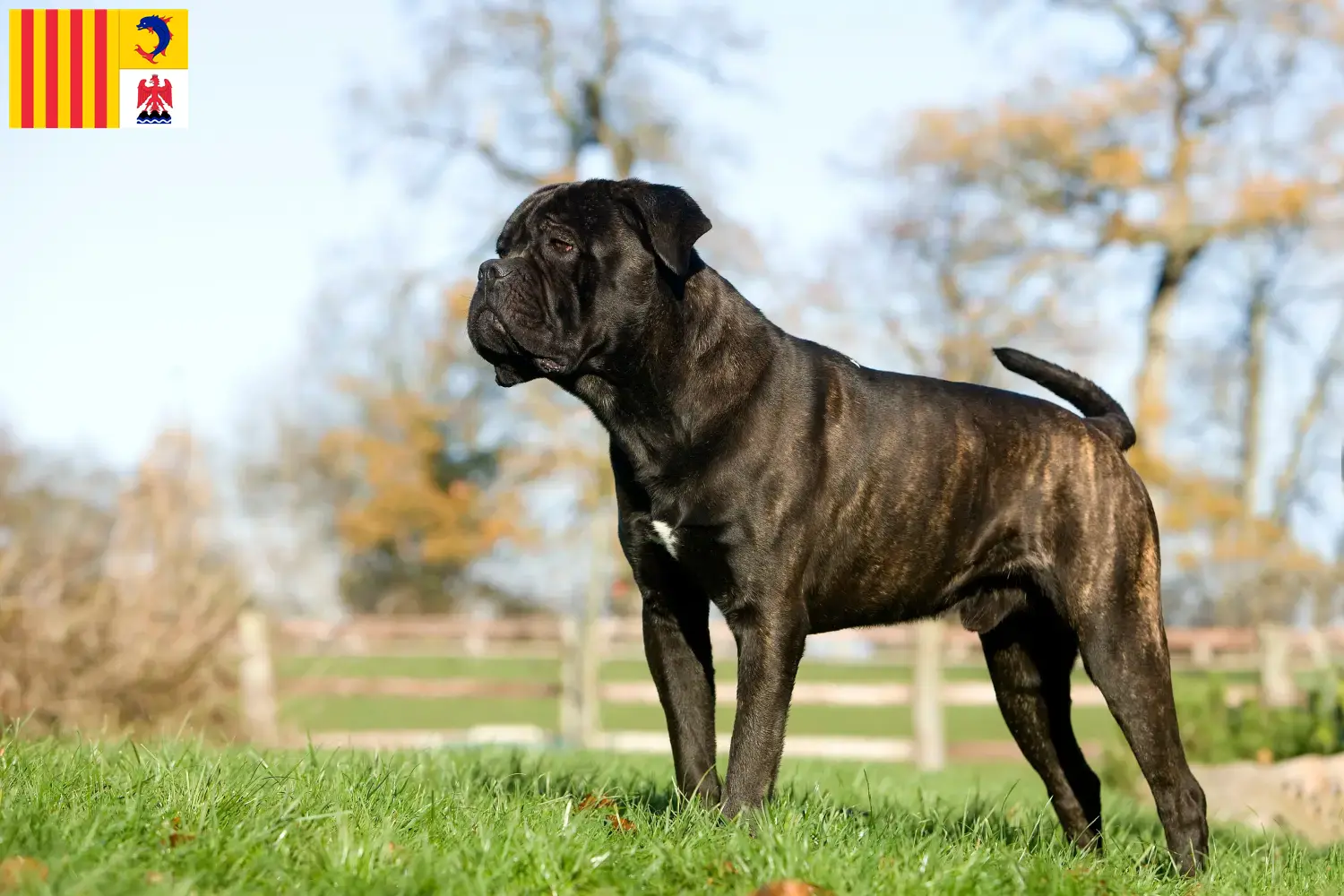 Cane Corso Italiano puppies and breeders Provence-Alpes-Côte d'Azur Find Cane Corso Italianos breeders in Provence-Alpes-Côte d'Azur.