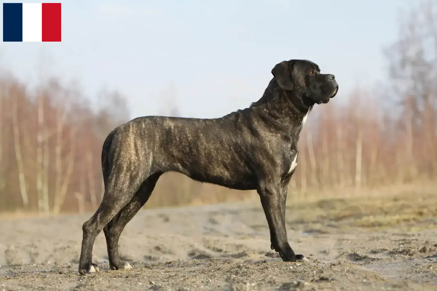 Cane Corso Italiano puppies and breeders Réunion Find Cane Corso Italianos breeders auf Réunion.