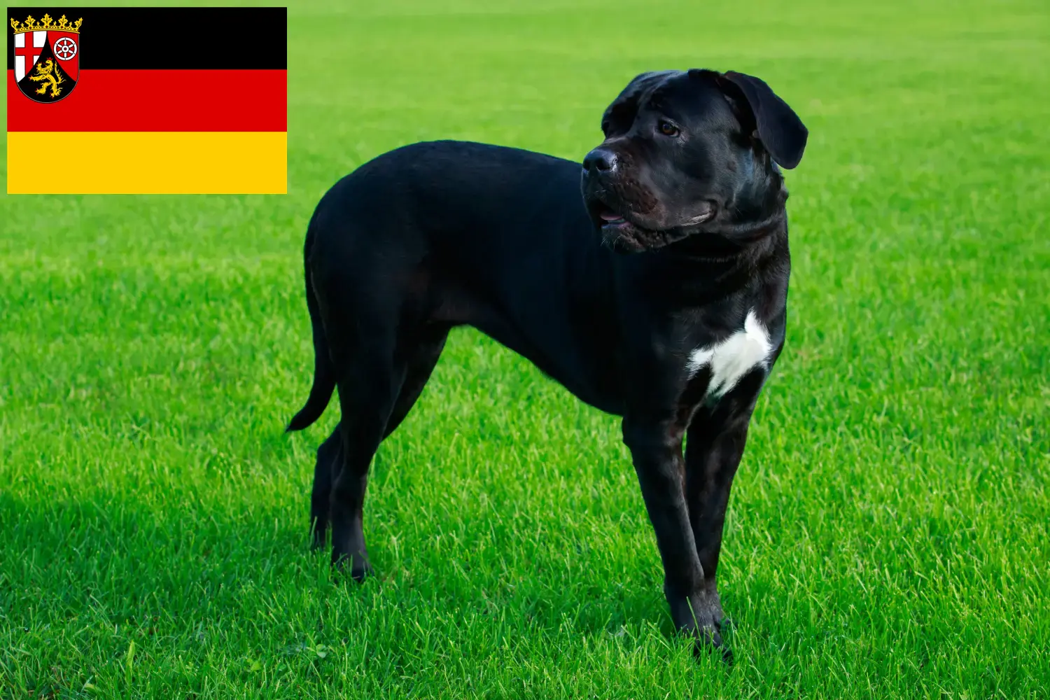 Cane Corso Italiano puppies and breeders Rhineland-Palatinate Here you can find Cane Corso Italianos breeders in Rhineland-Palatinate.