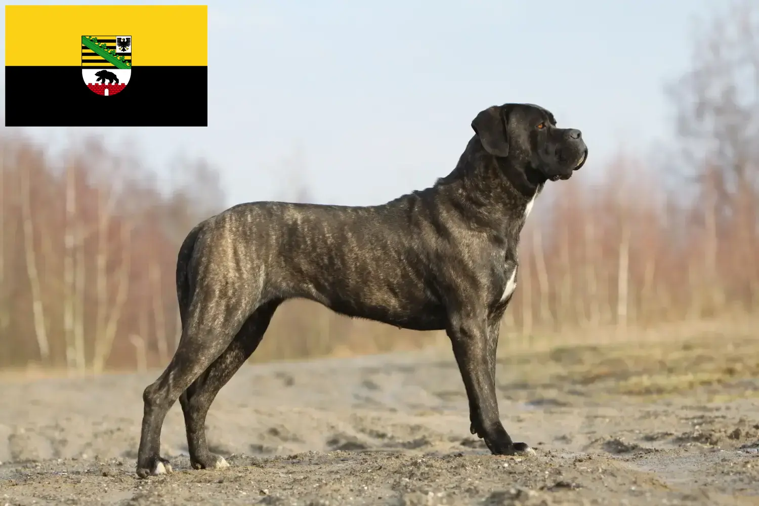 Cane Corso Italiano puppies and breeders Saxony-Anhalt Here you can find Cane Corso Italianos breeders in Saxony-Anhalt.