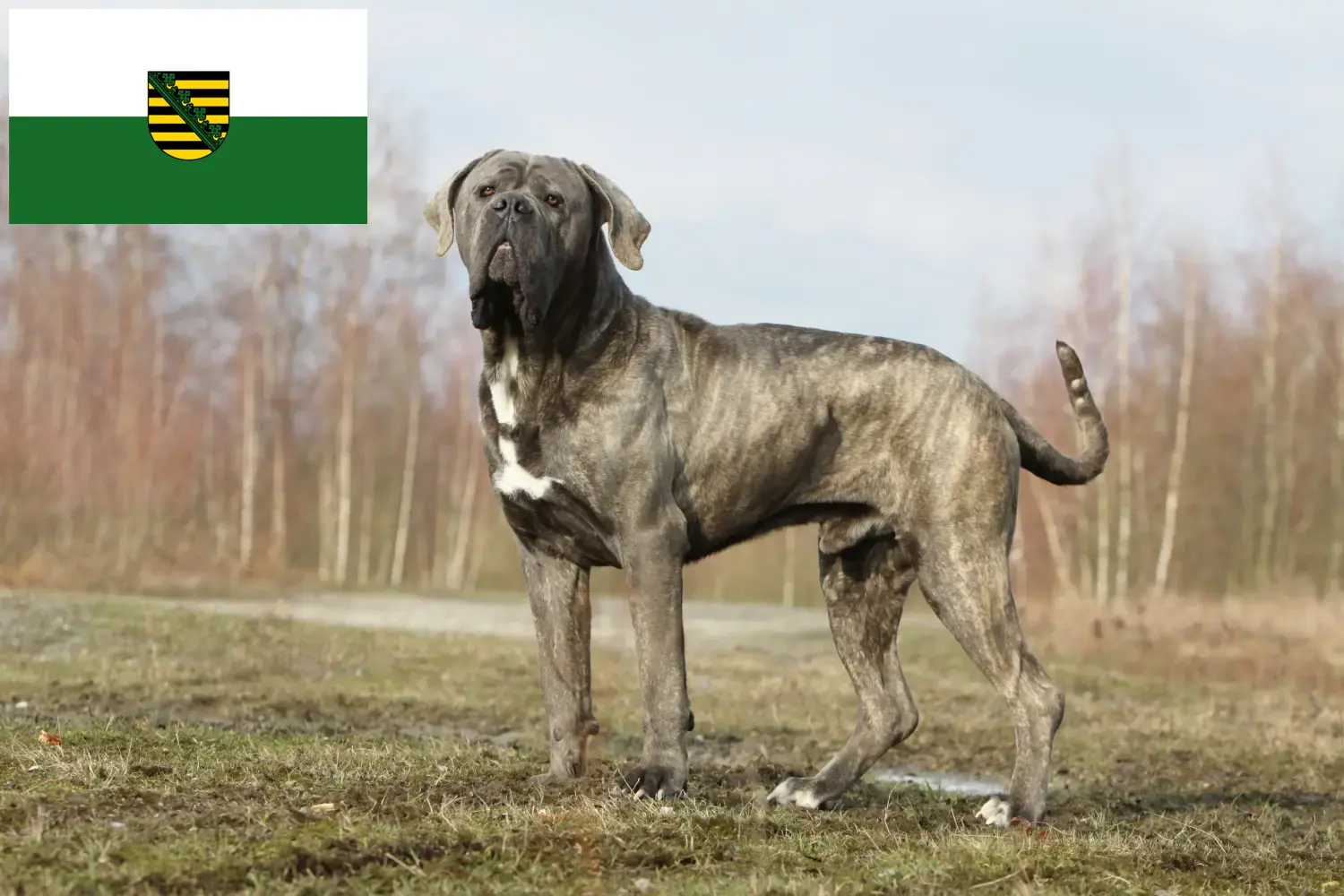 Cane Corso Italiano puppies and breeders Saxony Here you can find Cane Corso Italianos breeders in Saxony.