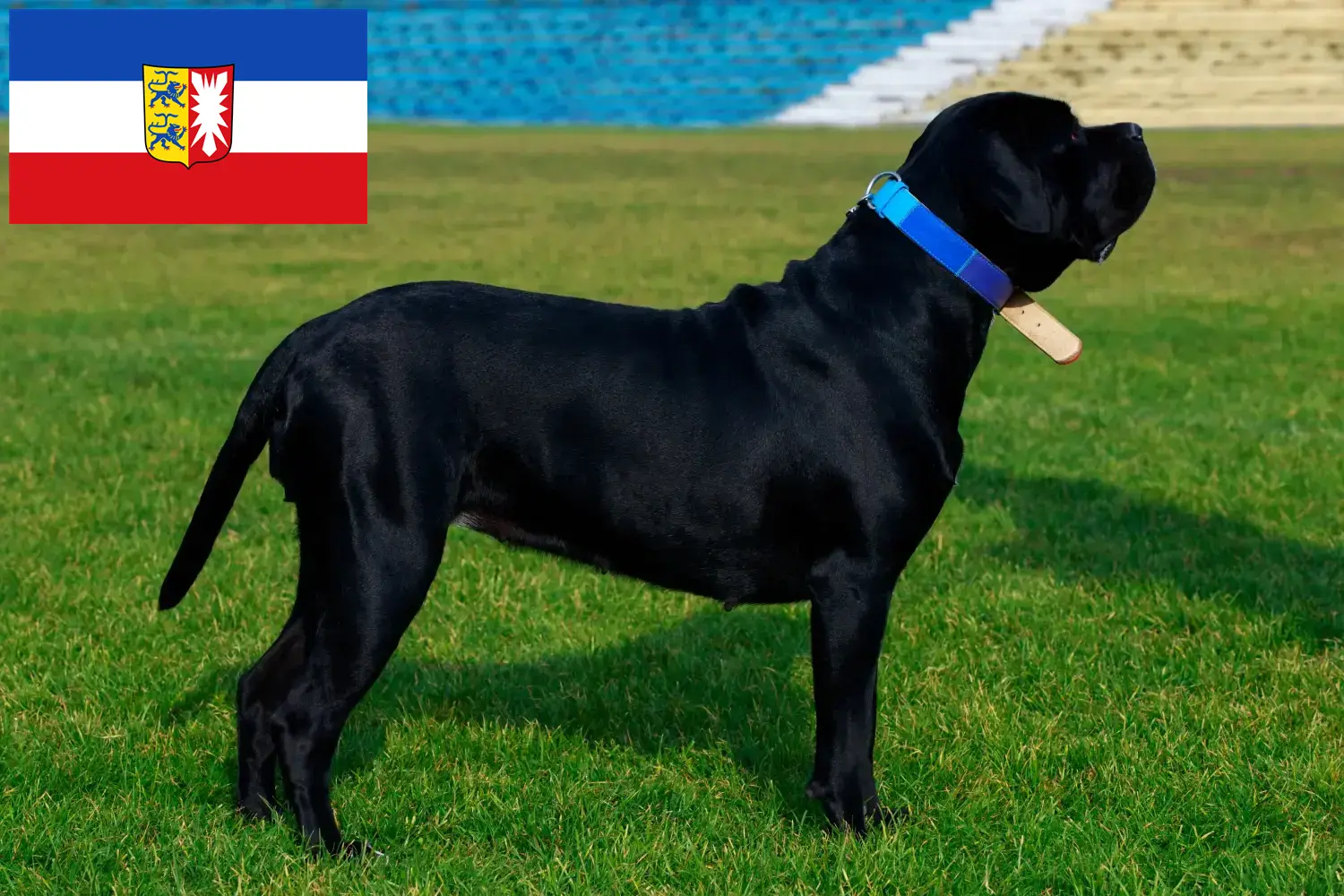 Cane Corso Italiano puppies and breeders Schleswig-Holstein Here you can find Cane Corso Italianos breeders in Schleswig-Holstein.