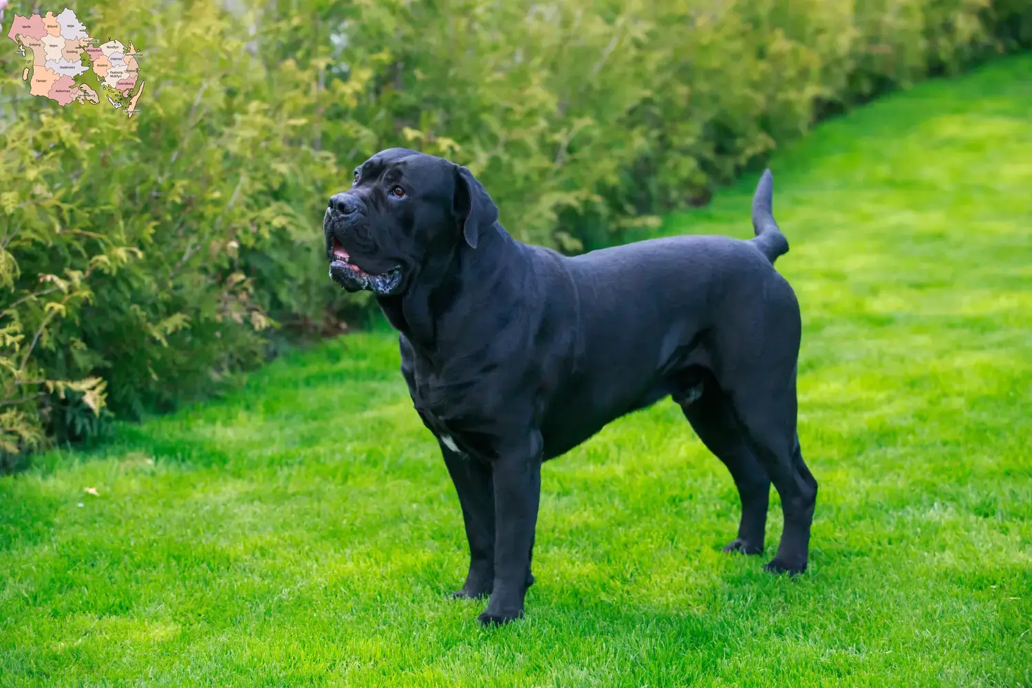 Cane Corso Italiano puppies and breeders Syddanmark Find Cane Corso Italianos breeders in Syddanmark.