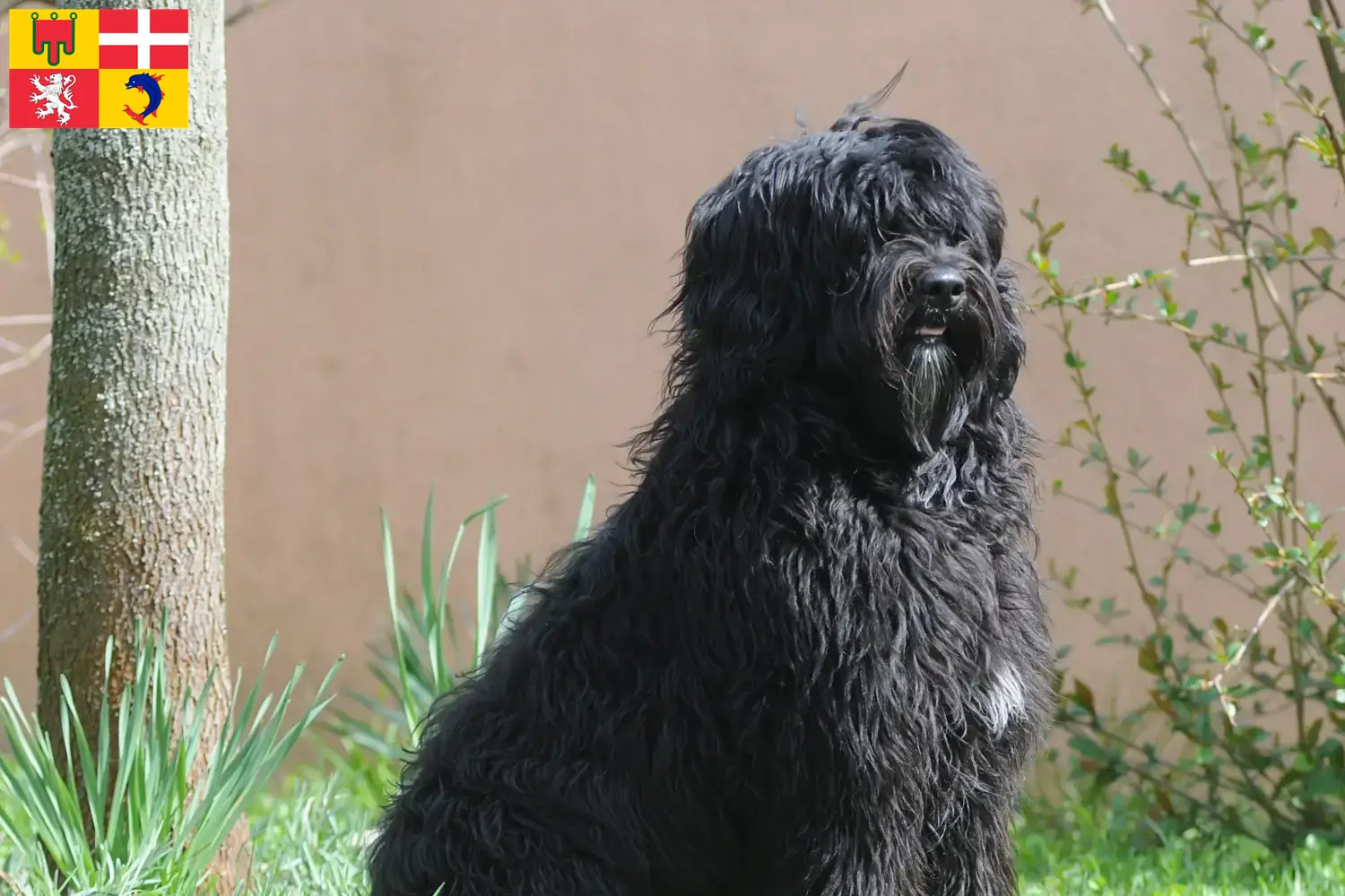 Cão de Agua português puppies and breeders Auvergne-Rhône-Alpes Find here Cão de Agua português breeders in Auvergne-Rhône-Alpes.