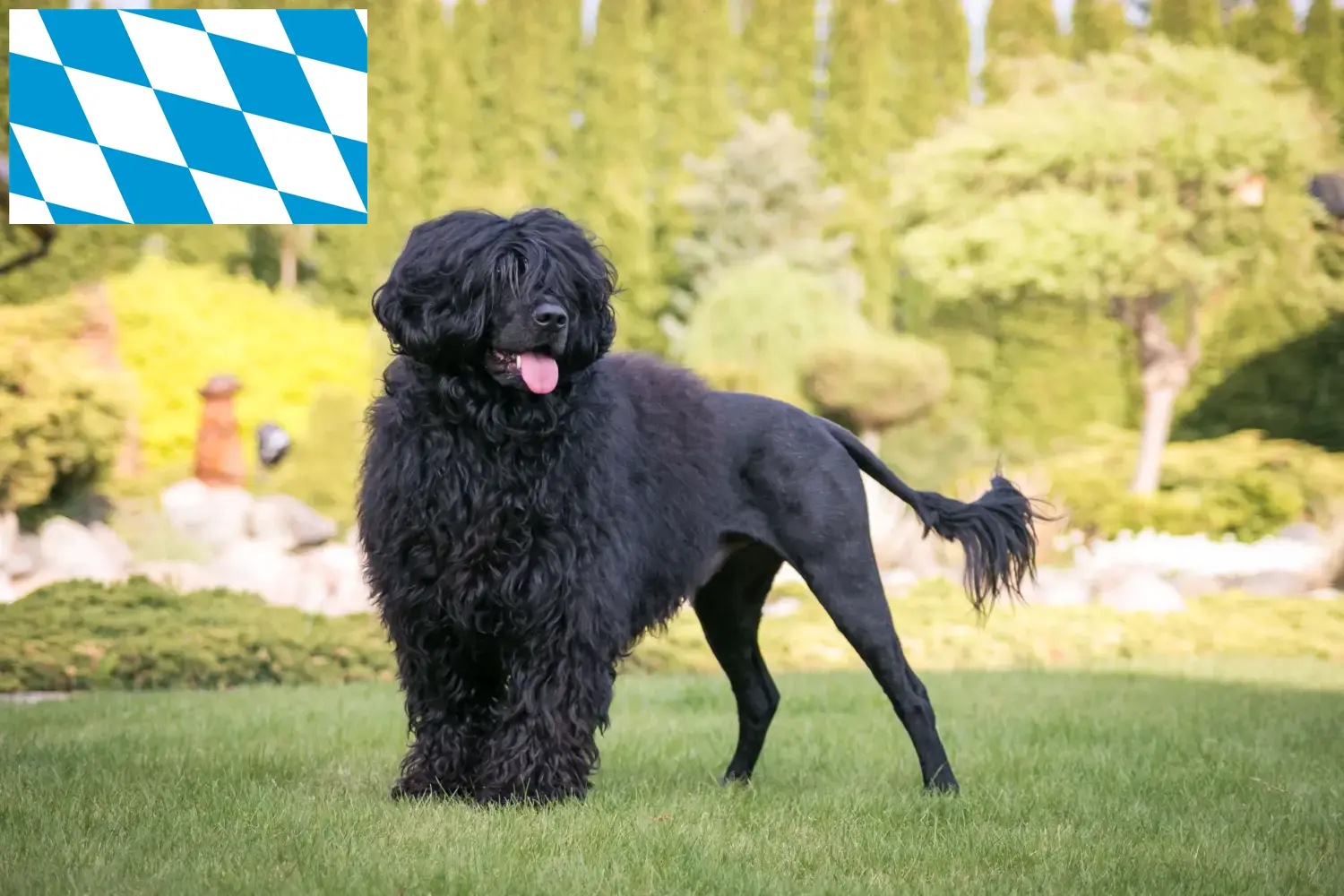 Cão de Agua português puppies and breeders Bavaria Here you can find Cão de Agua português breeders in Bavaria.