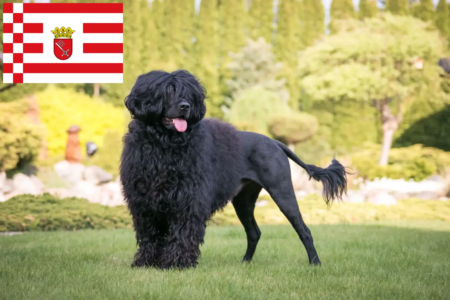 Read more about the article Cão de Agua português breeders and puppies in Bremen