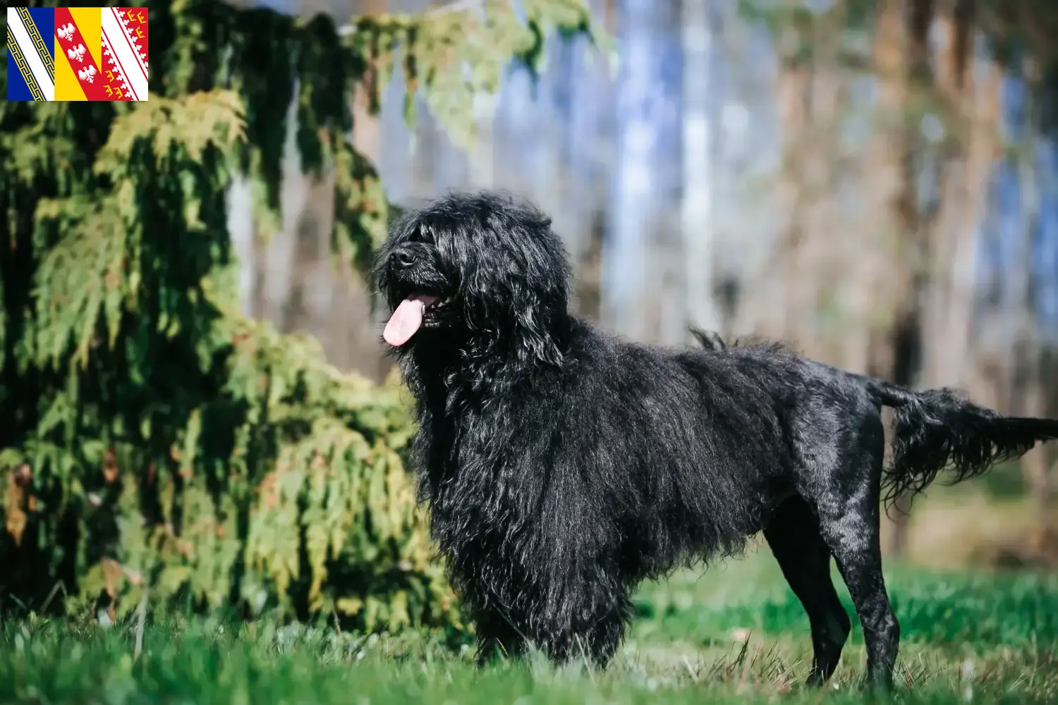 Cão de Agua português puppies and breeder Grand Est Find here Cão de Agua português breeders in Grand Est.