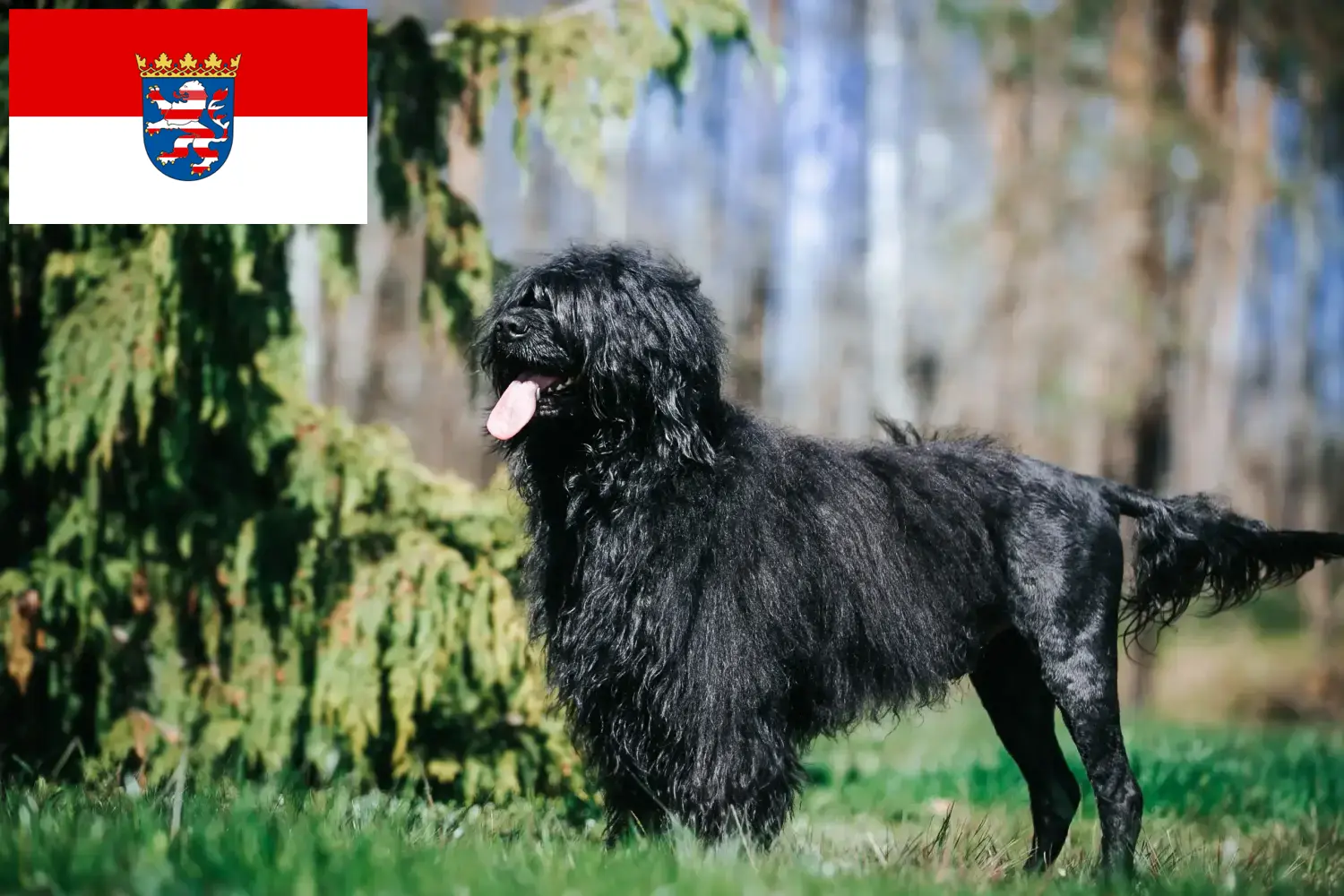 Cão de Agua português puppies and breeders Hessen Here you can find Cão de Agua português breeders in Hessen.