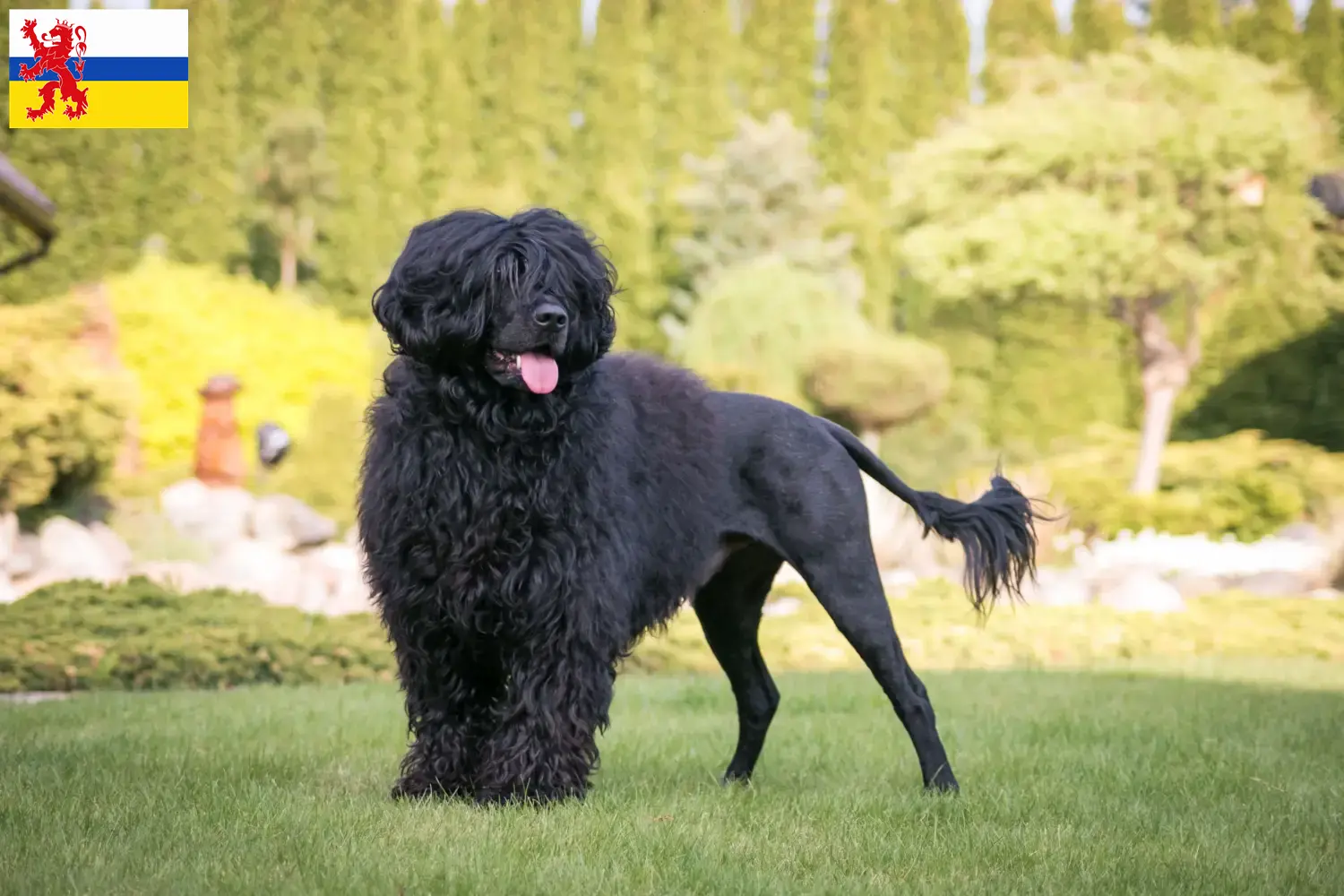 Read more about the article Cão de Agua português breeders and puppies in Limburg