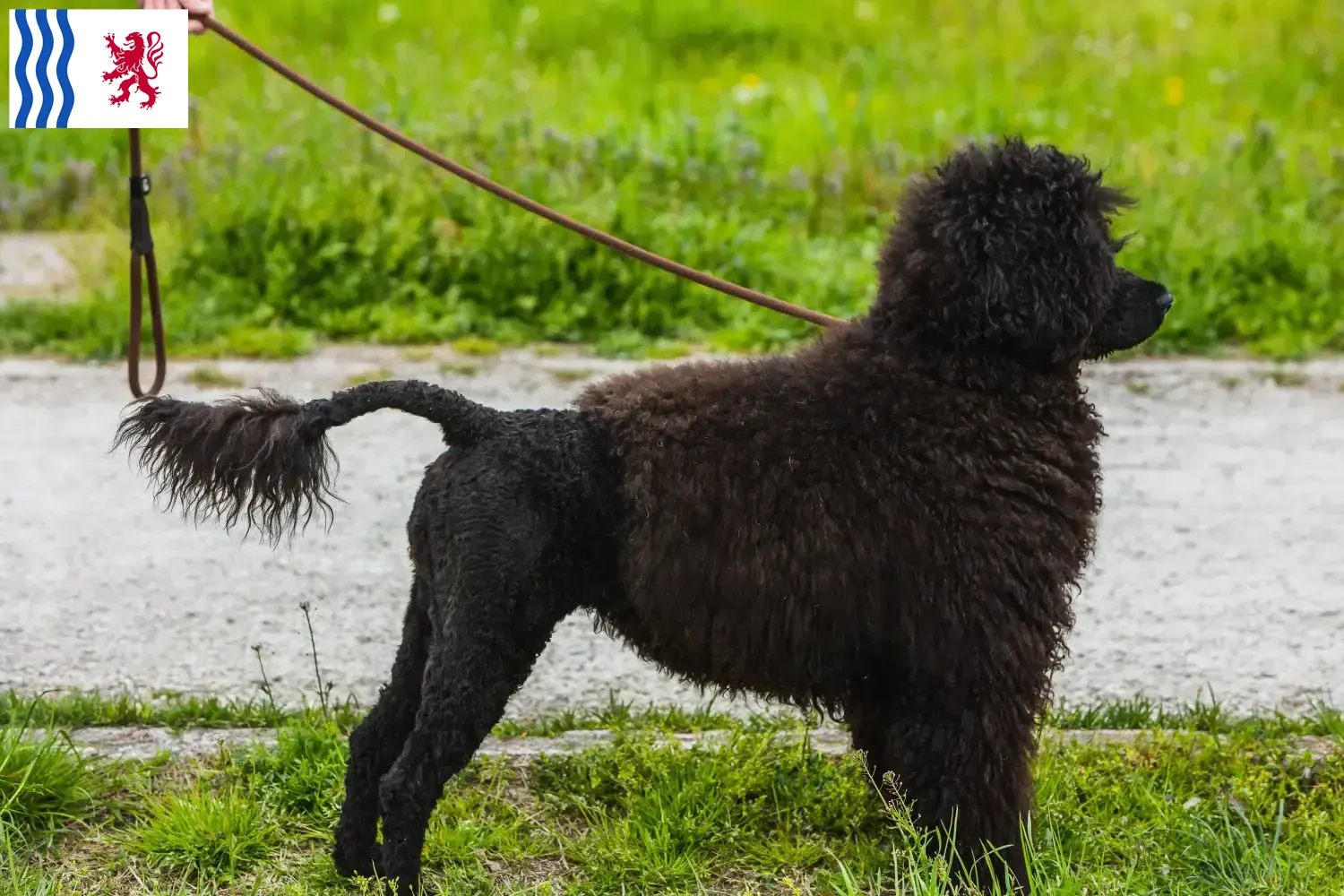 Cão de Agua português puppies and breeders Nouvelle-Aquitaine Find here Cão de Agua português breeders in Nouvelle-Aquitaine.