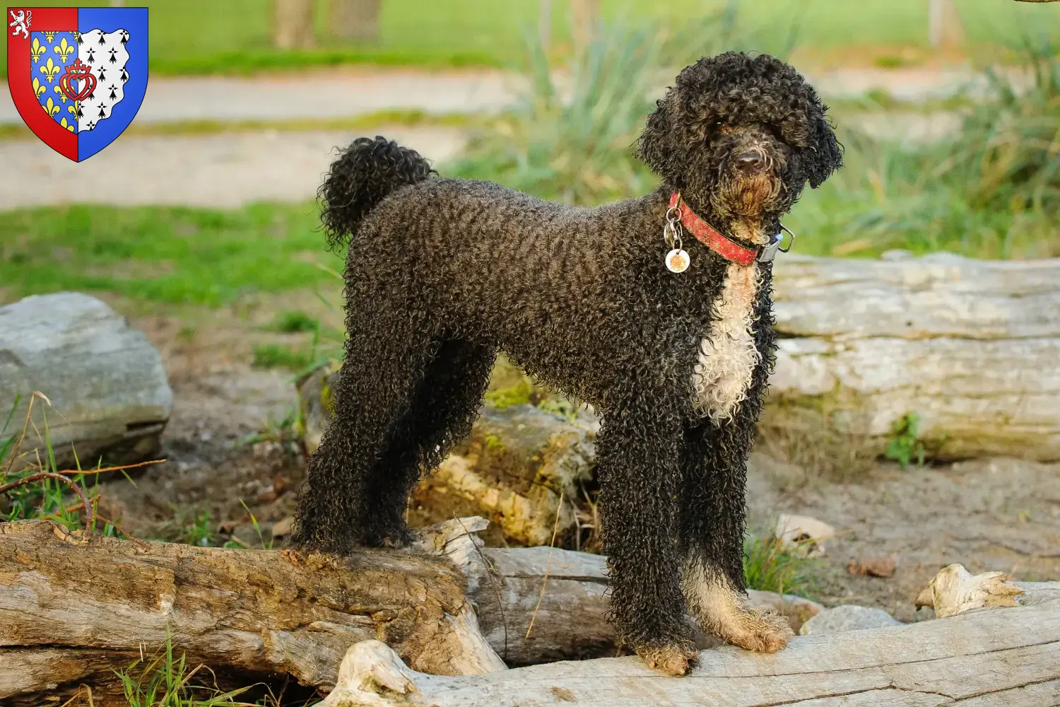 Cão de Agua português puppies and breeders Pays de la Loire Find here Cão de Agua português breeders in Pays de la Loire.