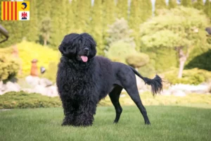 Read more about the article Cão de Agua português breeders and puppies in Provence-Alpes-Côte d’Azur